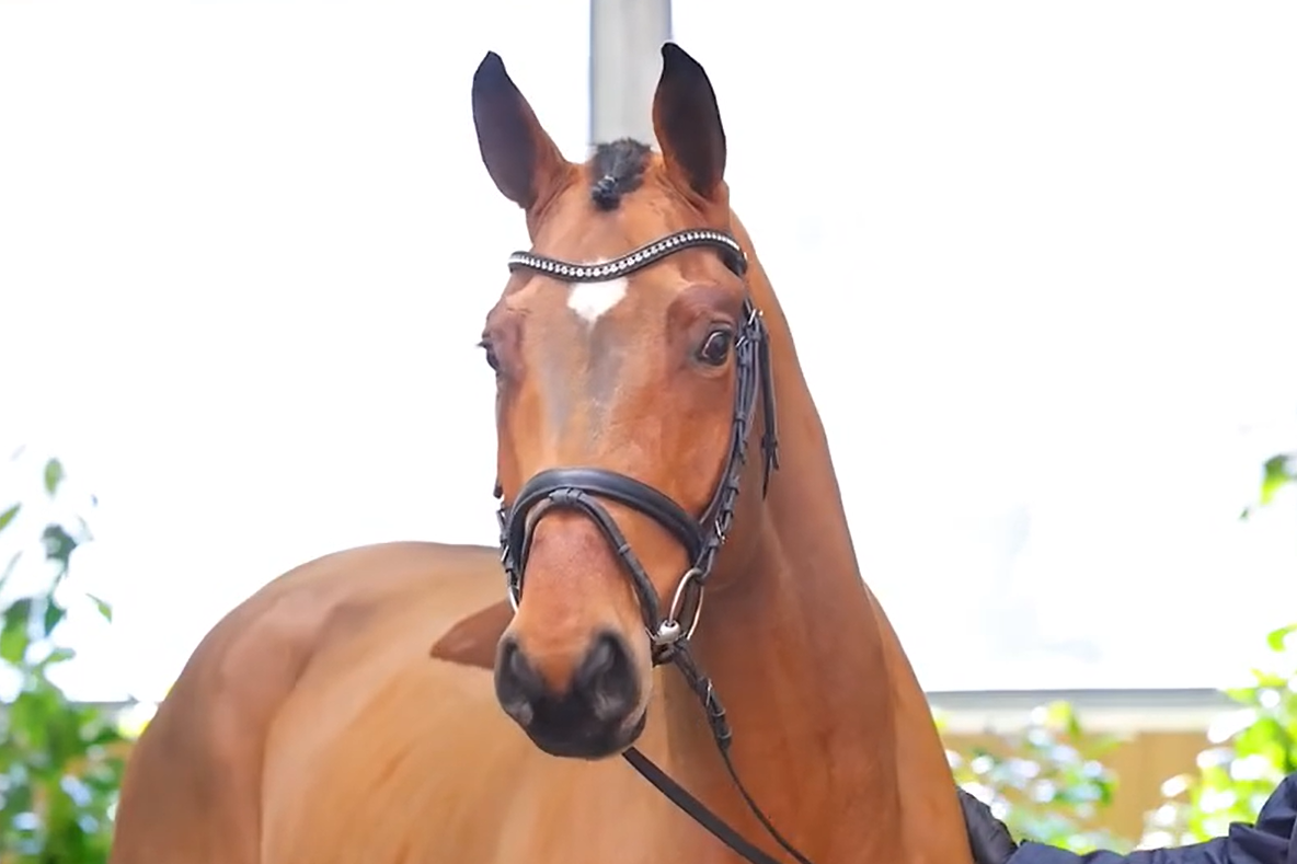 E2K Horses Maceo PJ (2).png