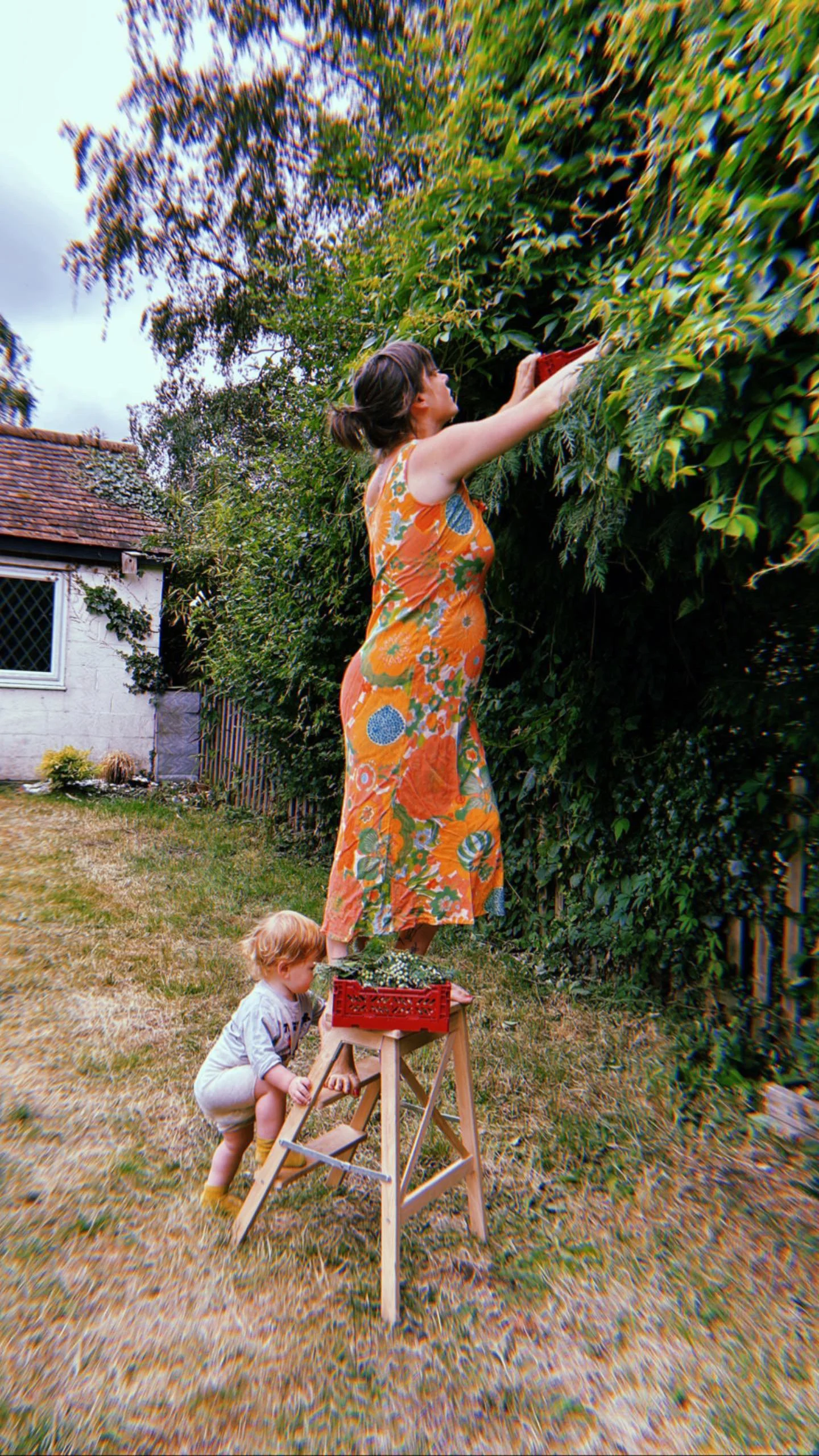 A woman standing on a wooden ladder trimming a hedge in a backyard, with a young child nearby holding onto the ladder.