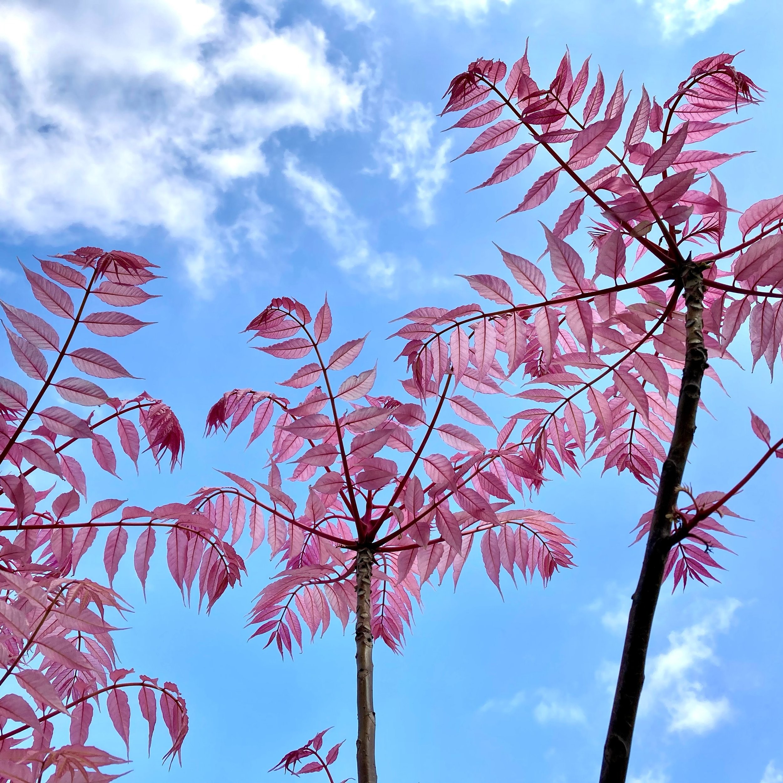 Can&rsquo;t get over the pink leaves on this Chinese mahogany &lsquo;flamingo&rsquo; tree🦩

#trees #flamingo #pink #pinkleaves #ukgardening #ukgardens