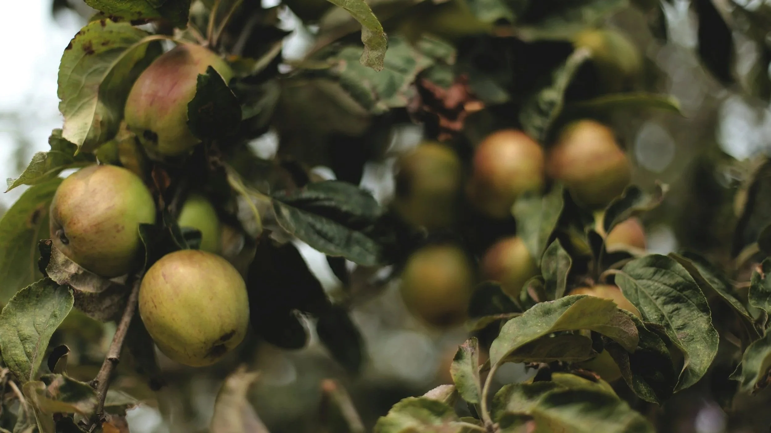 Prebiotic Foods in Season This Fall: Boost Your Gut Naturally