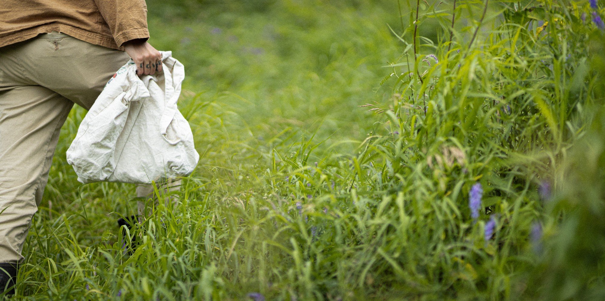 5 Must-Have Spring Herbs to Forage and Use Year Round.