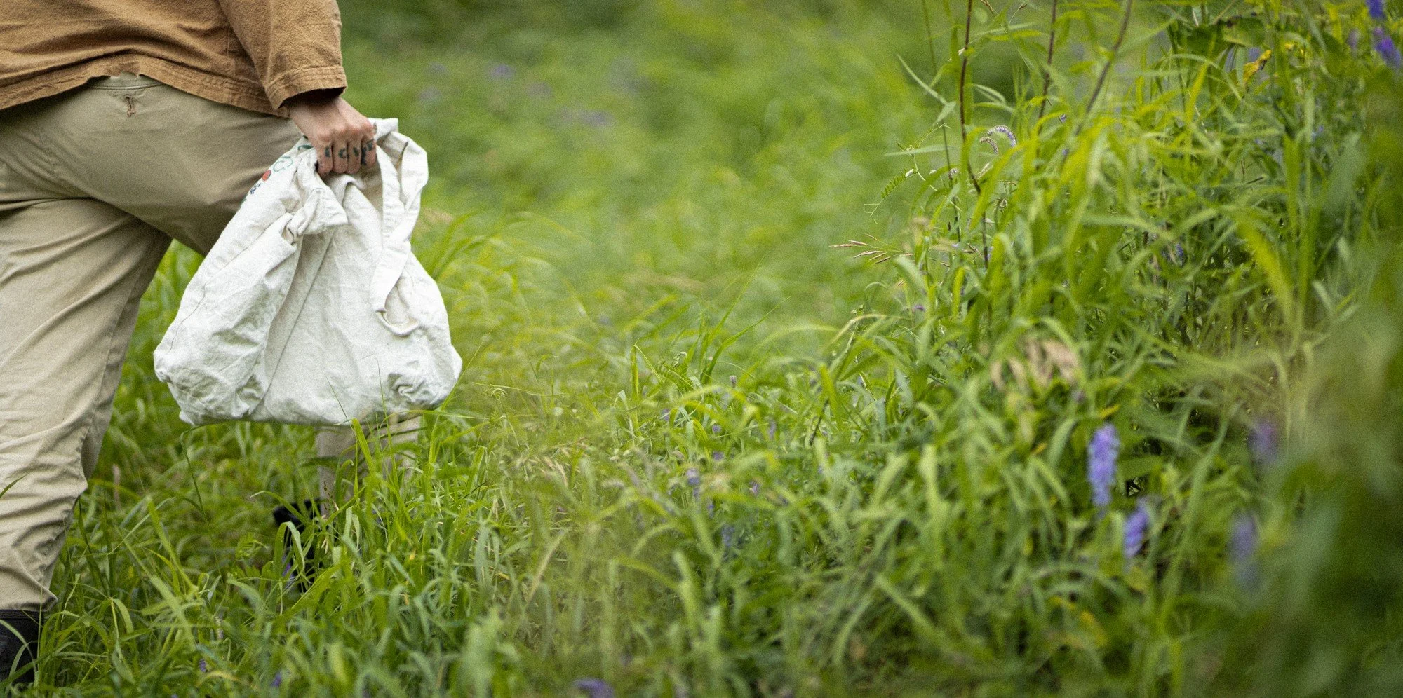 Foraging, why it is a holistic practice. — Root to Sun Nutrition