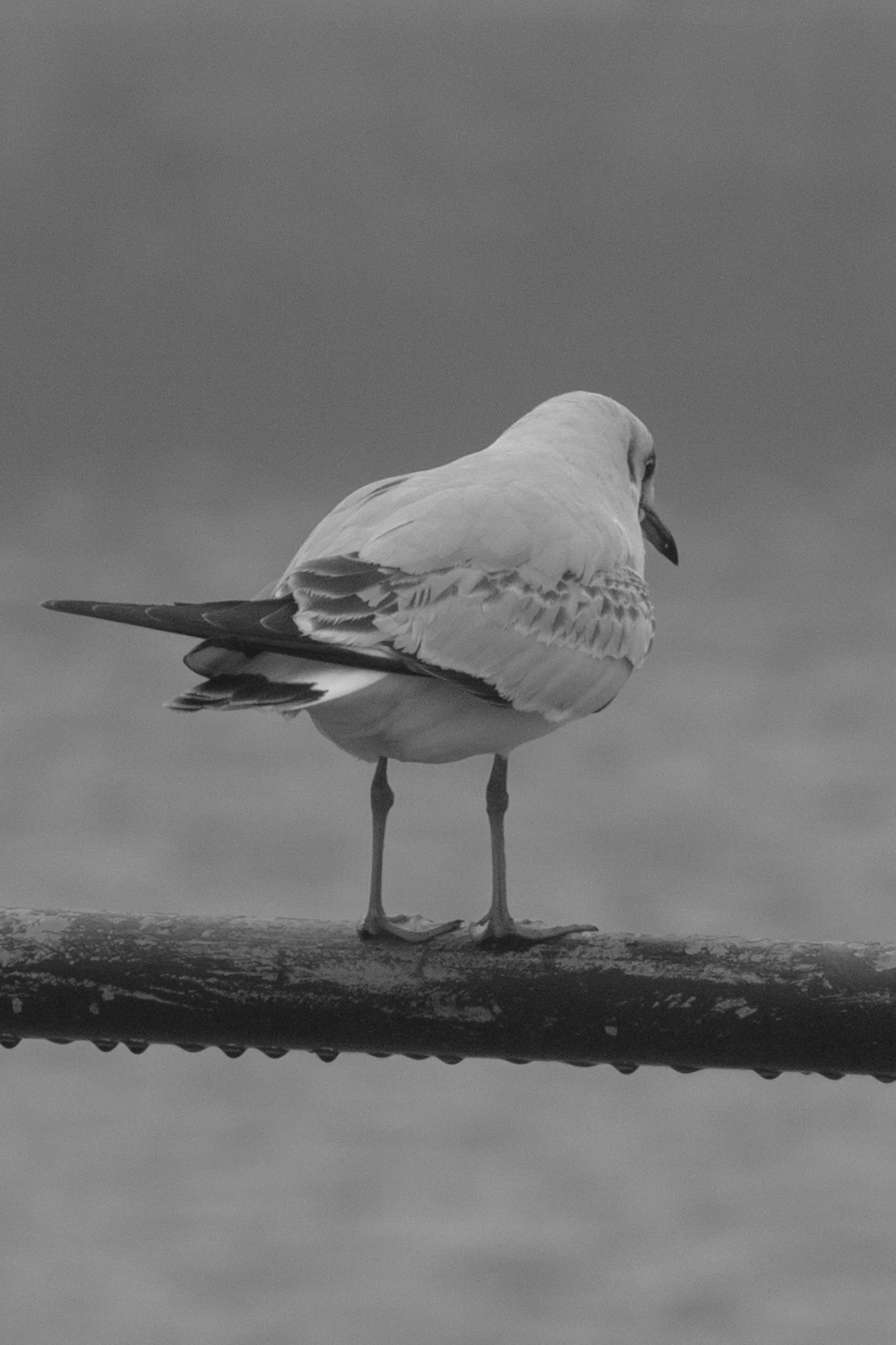 Seagull