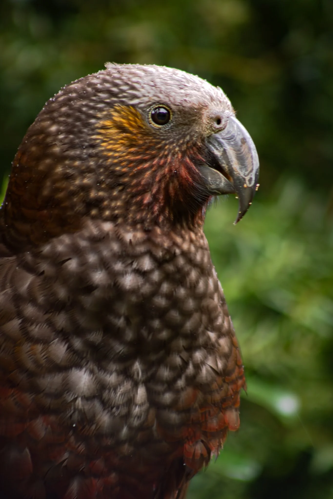 New Zealand Kea