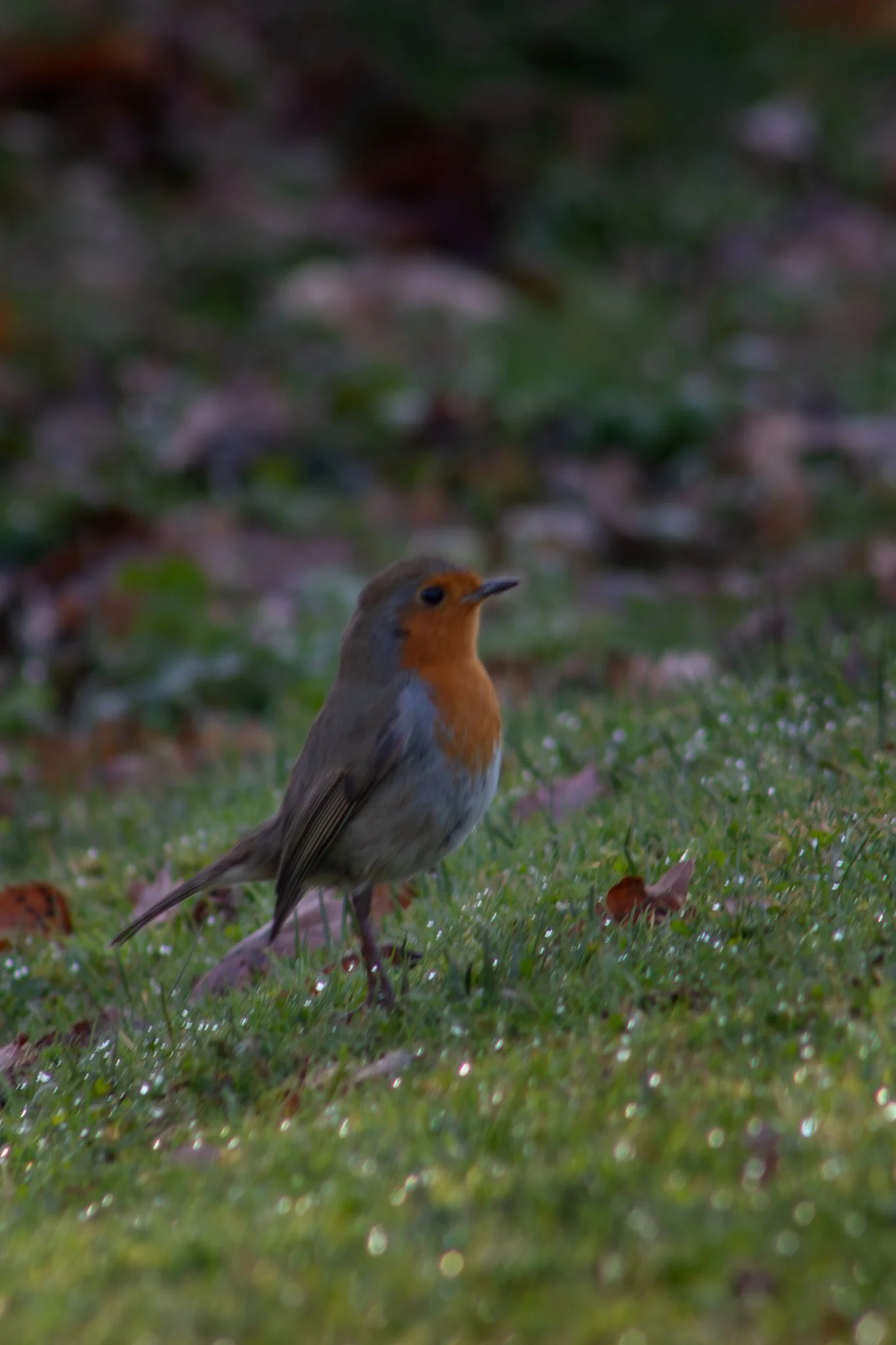 New Forest Robin