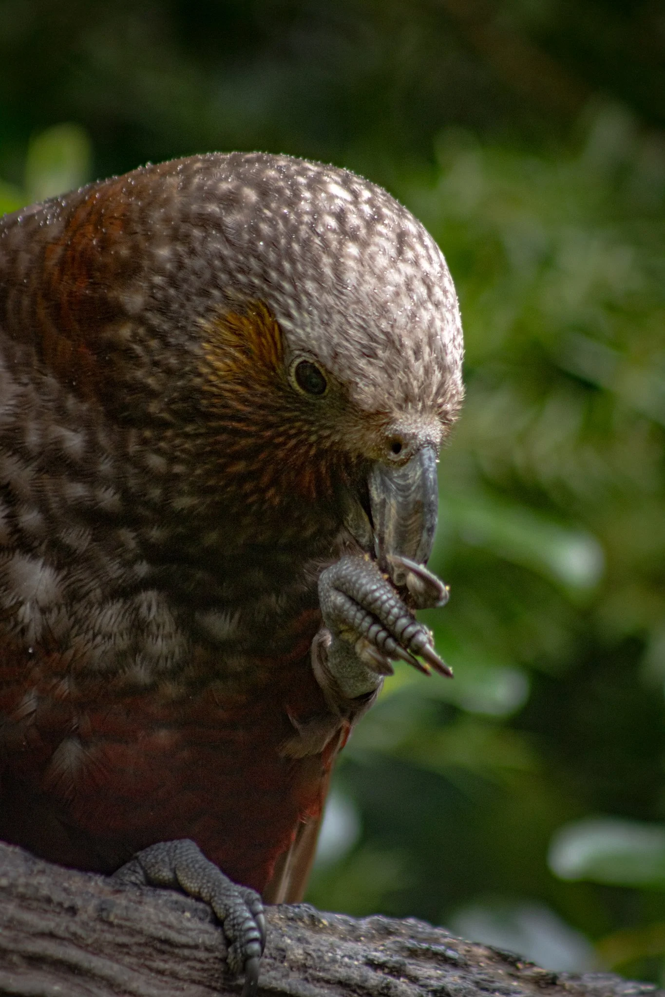 New Zealand Kea eating