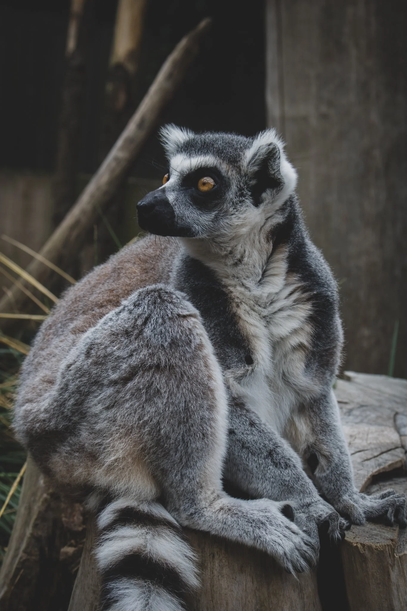Lemur