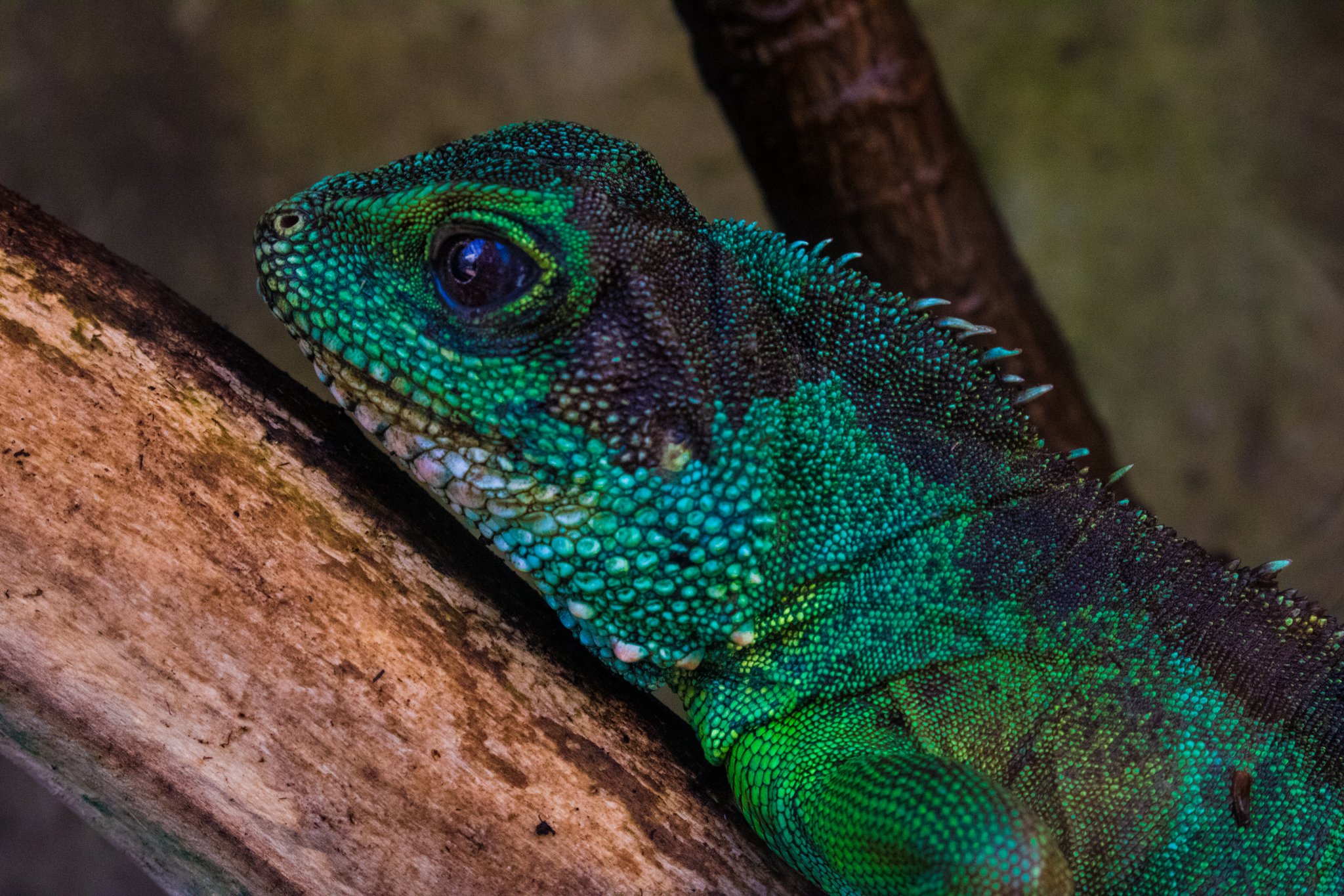 Colourful lizard