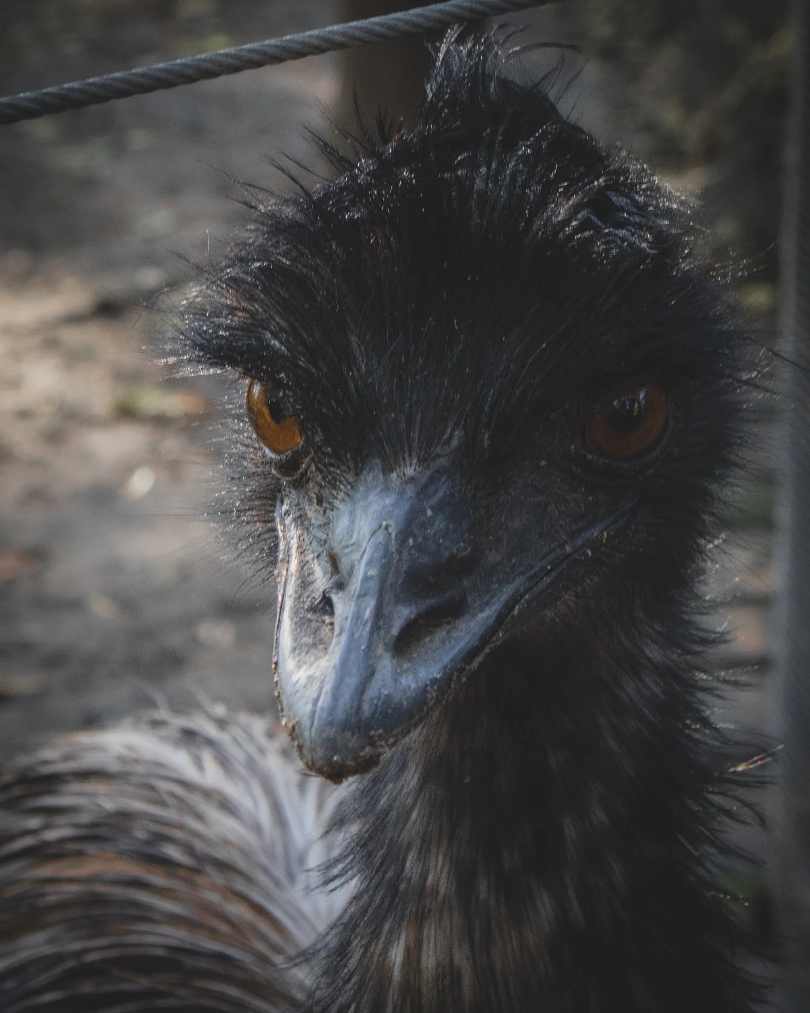 Ostrich close up
