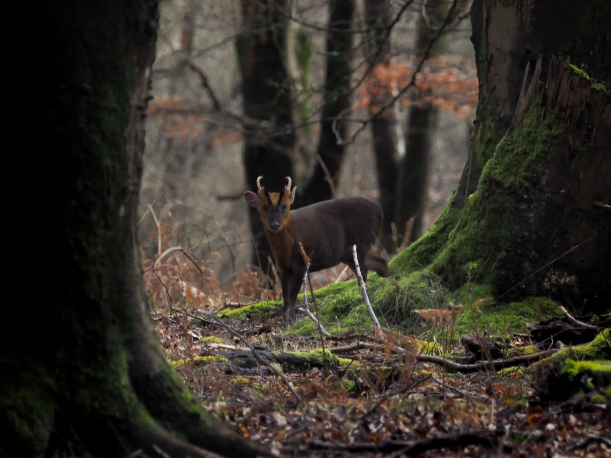 Baby Deer New Forest