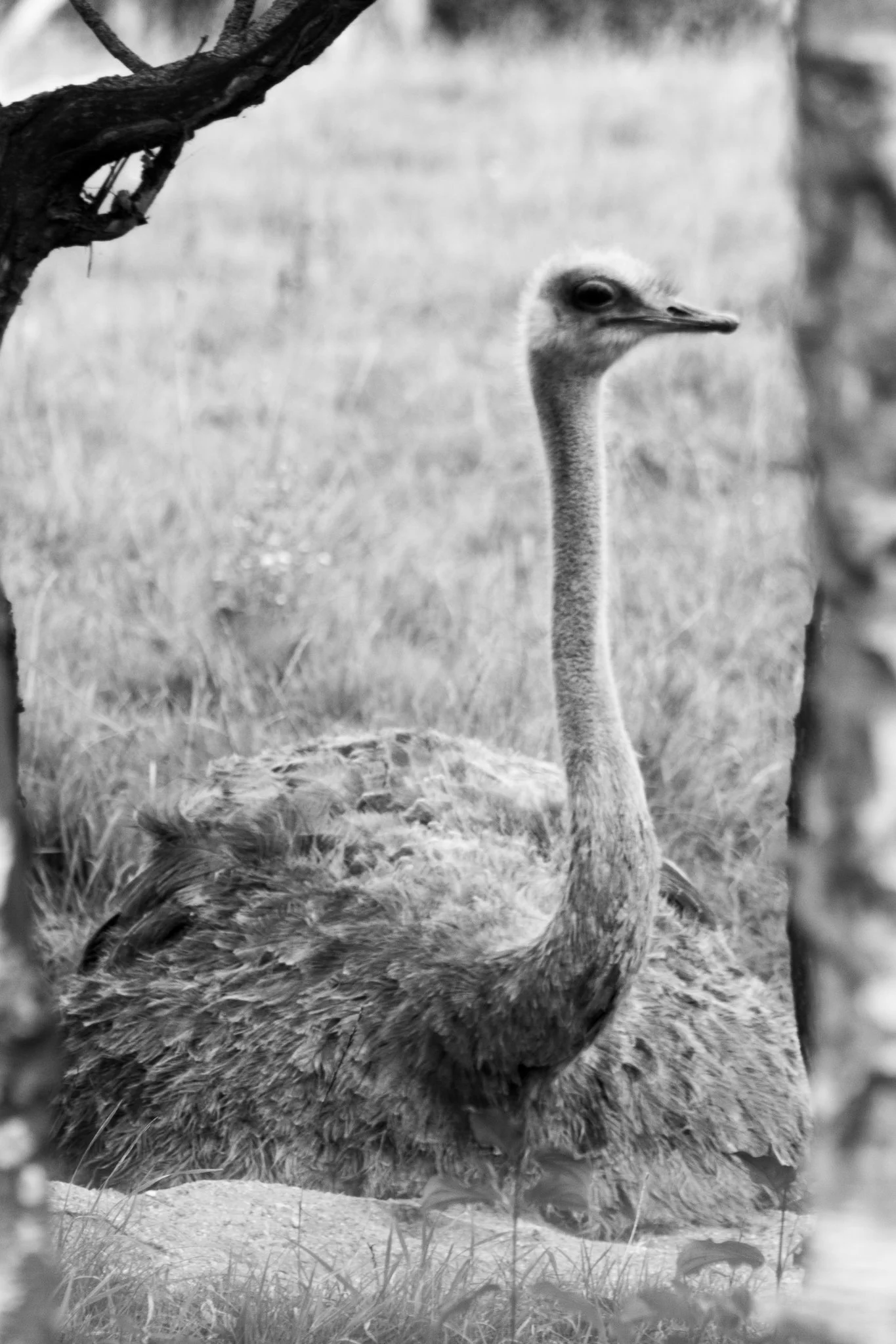 Ostrich