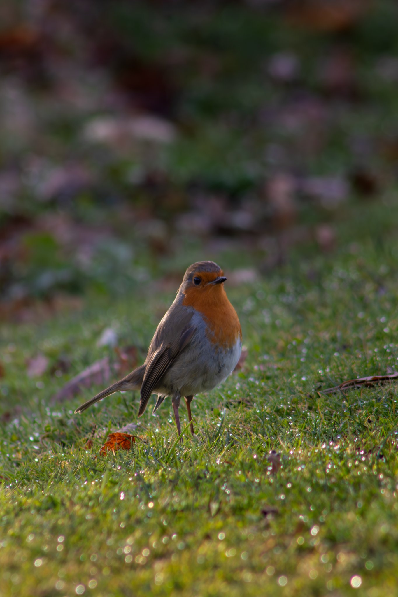 New Forest Robin