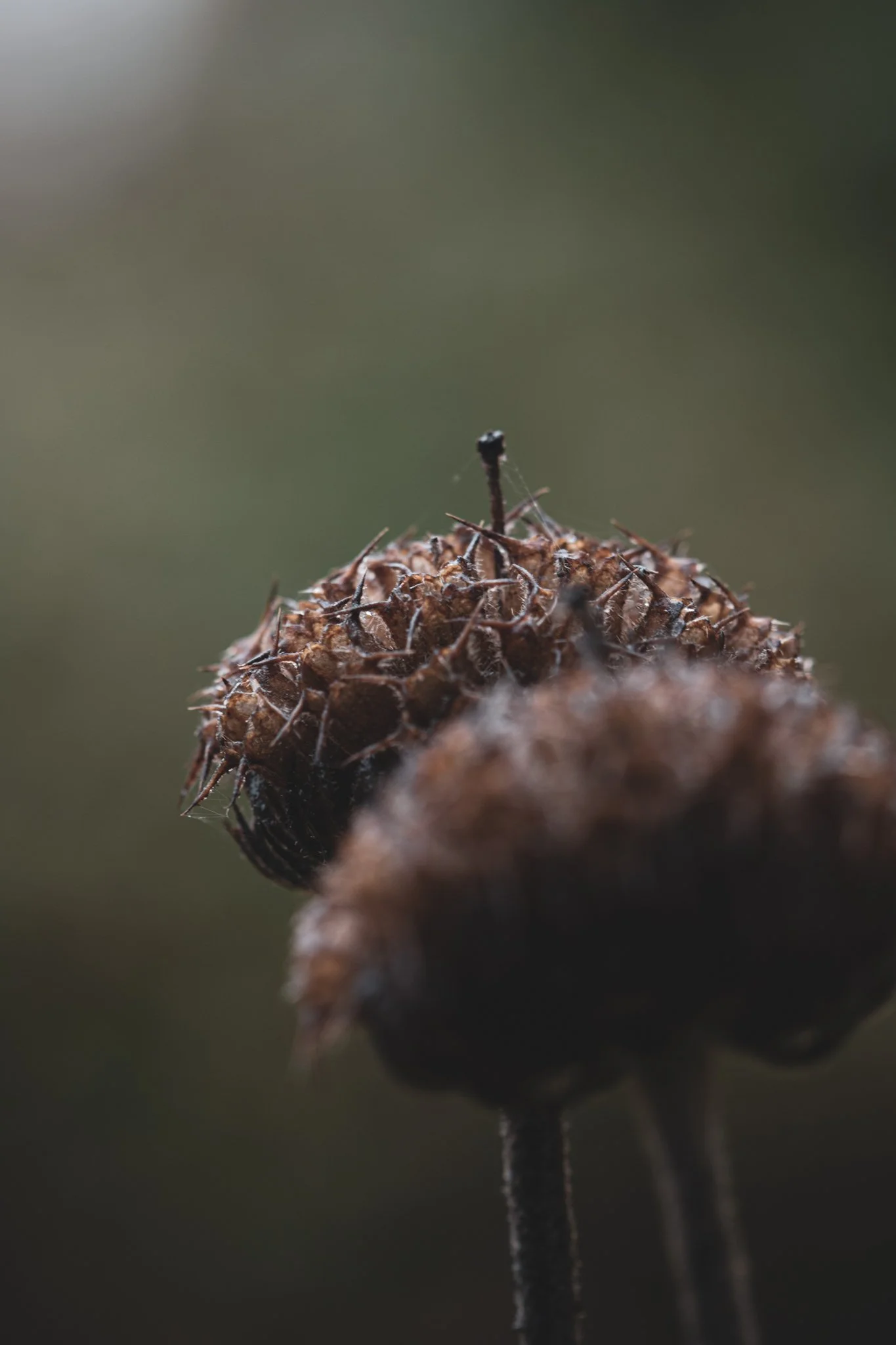 IMG_6675-Web - Unknown .jpg