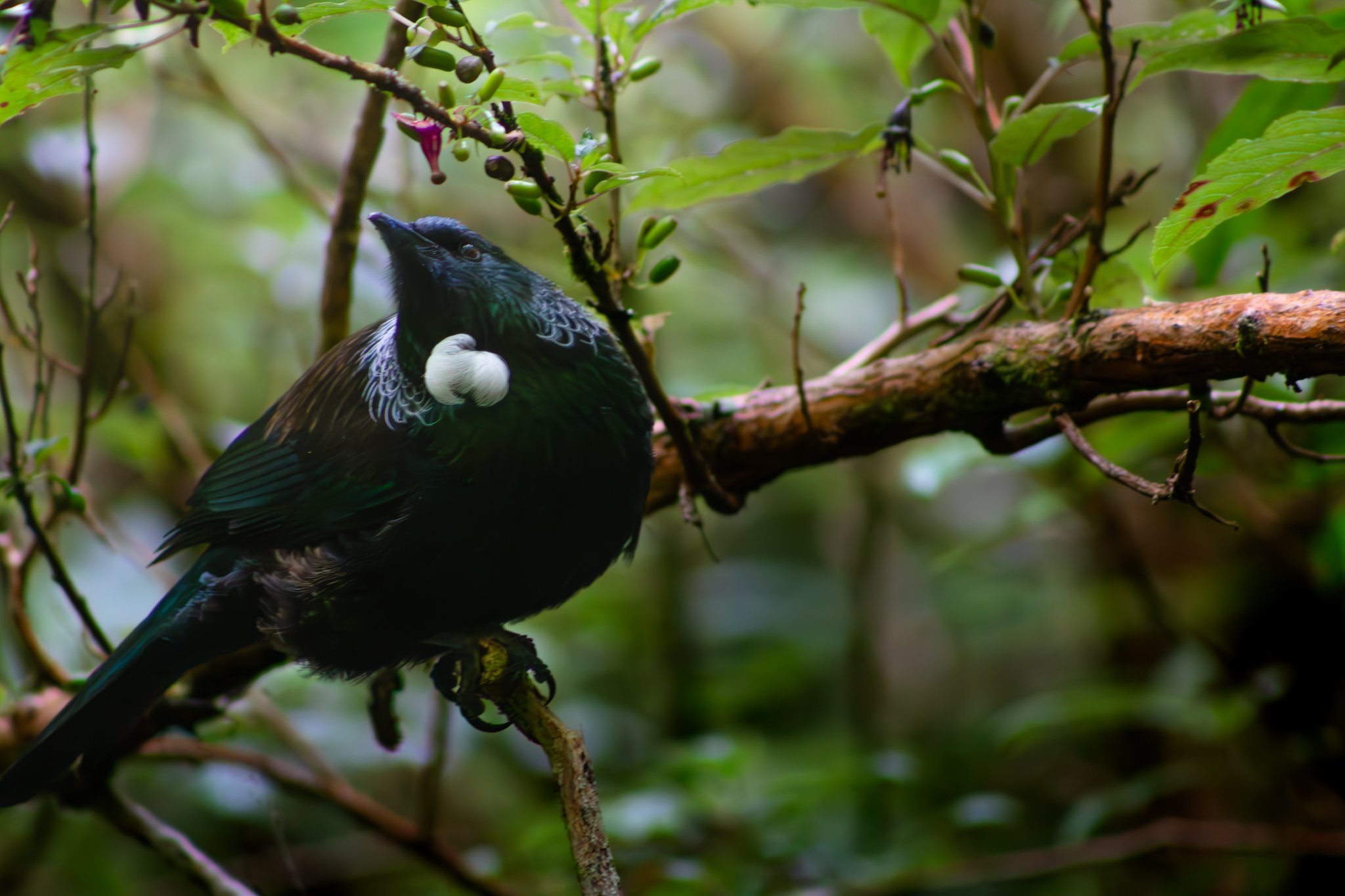 New Zealand Tui front on