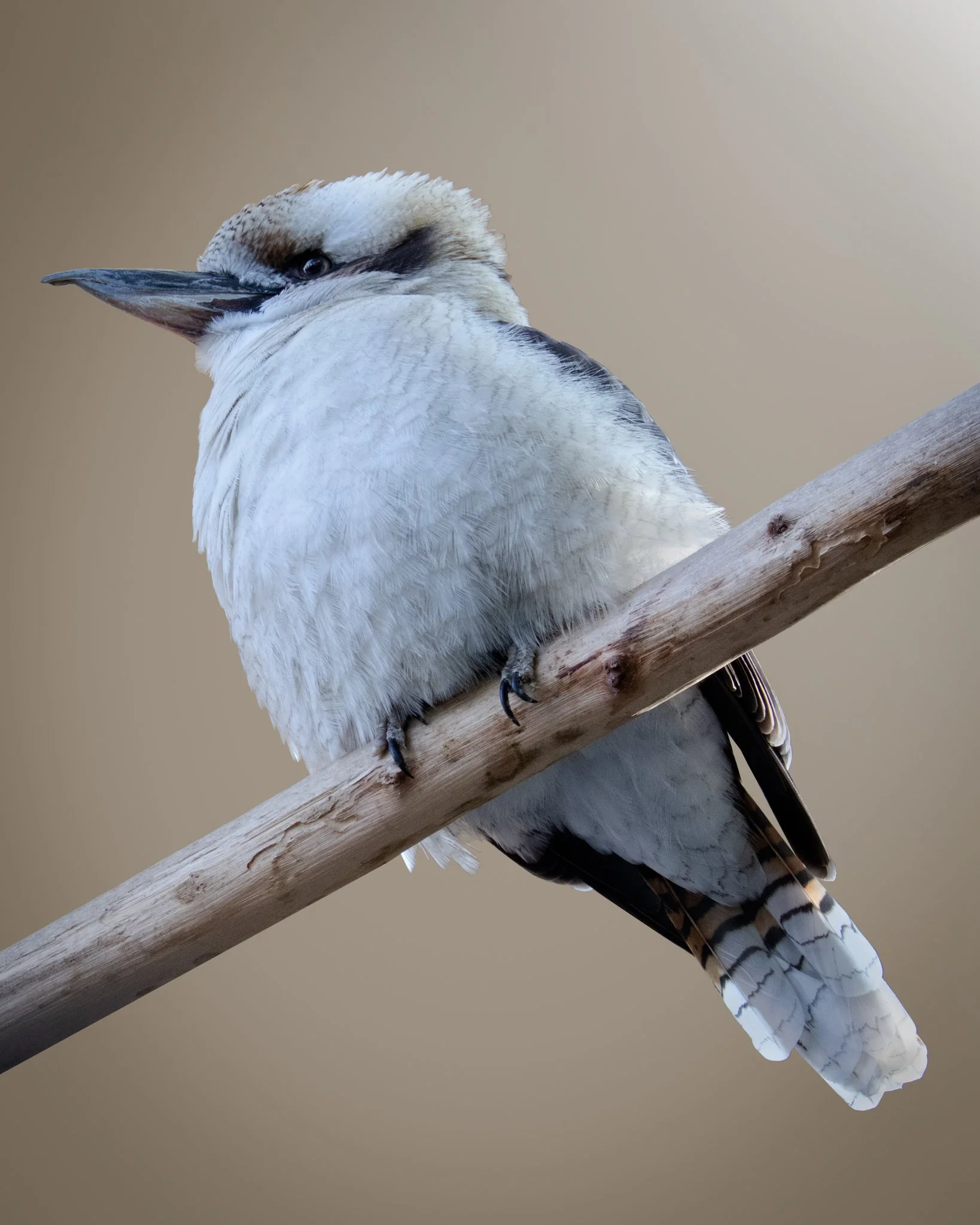 Kookaburra
