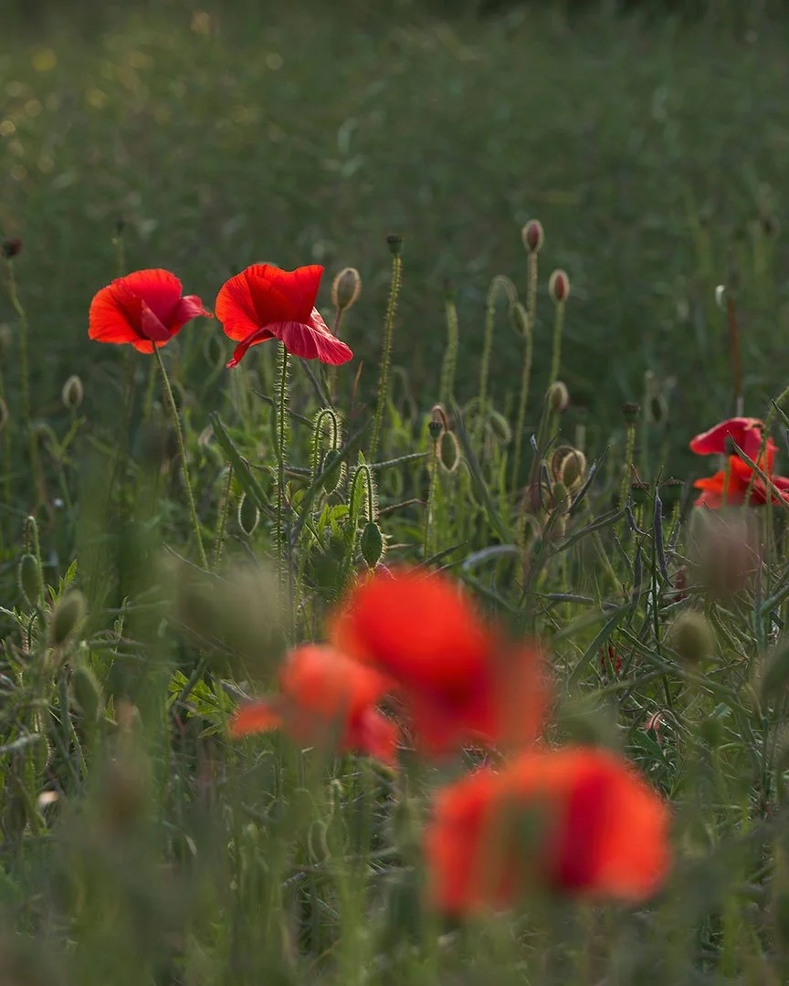East Lothian poppies at dusk. Really just a test for shooting panoramas with a nodal point rail.#eastlothian #poppies