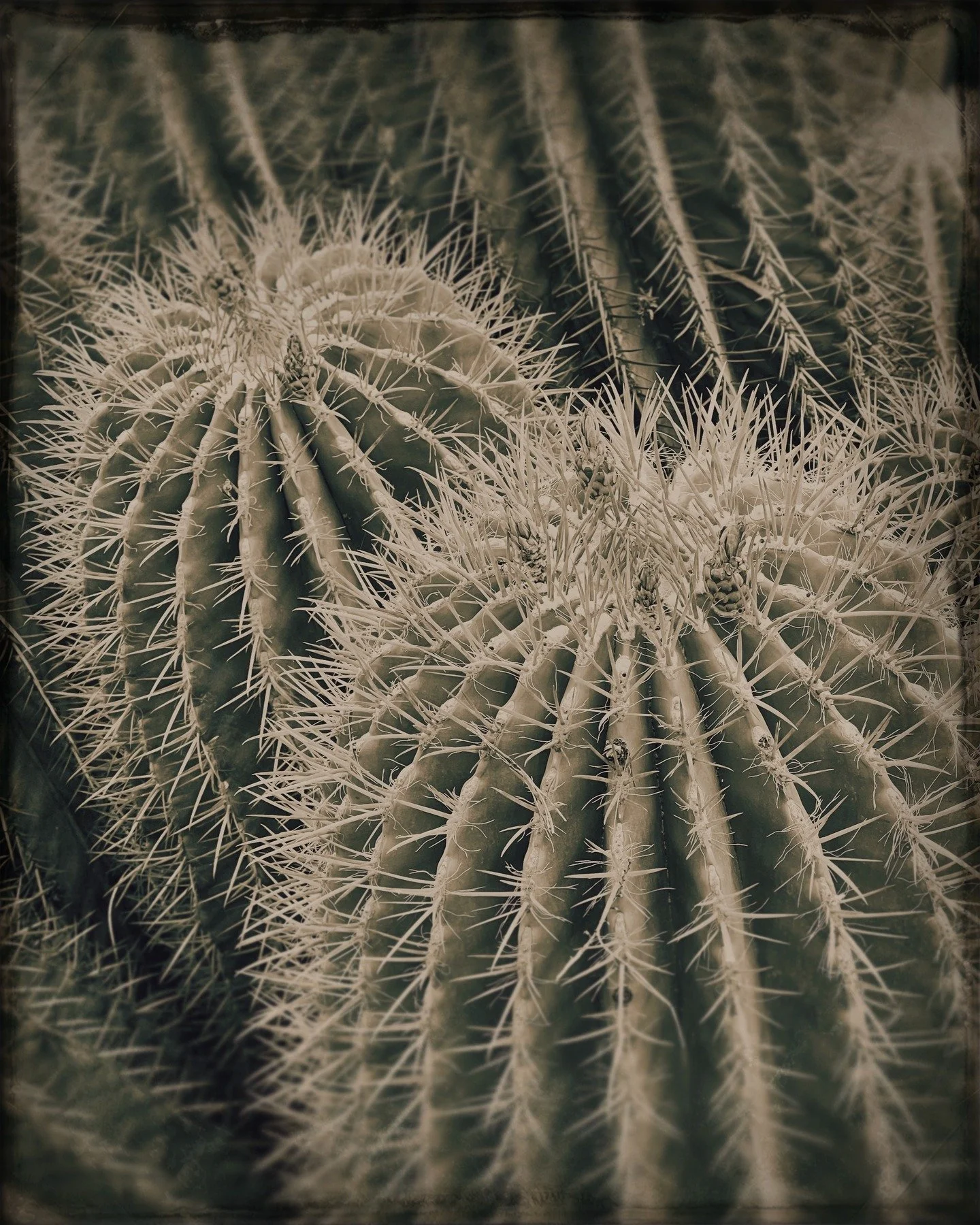 A few more from the Le Jardin Majorelle series, Marrakesh #lejardinmajorelle #marrakech #marrakesh #morroco #antiqgraf #grafapps