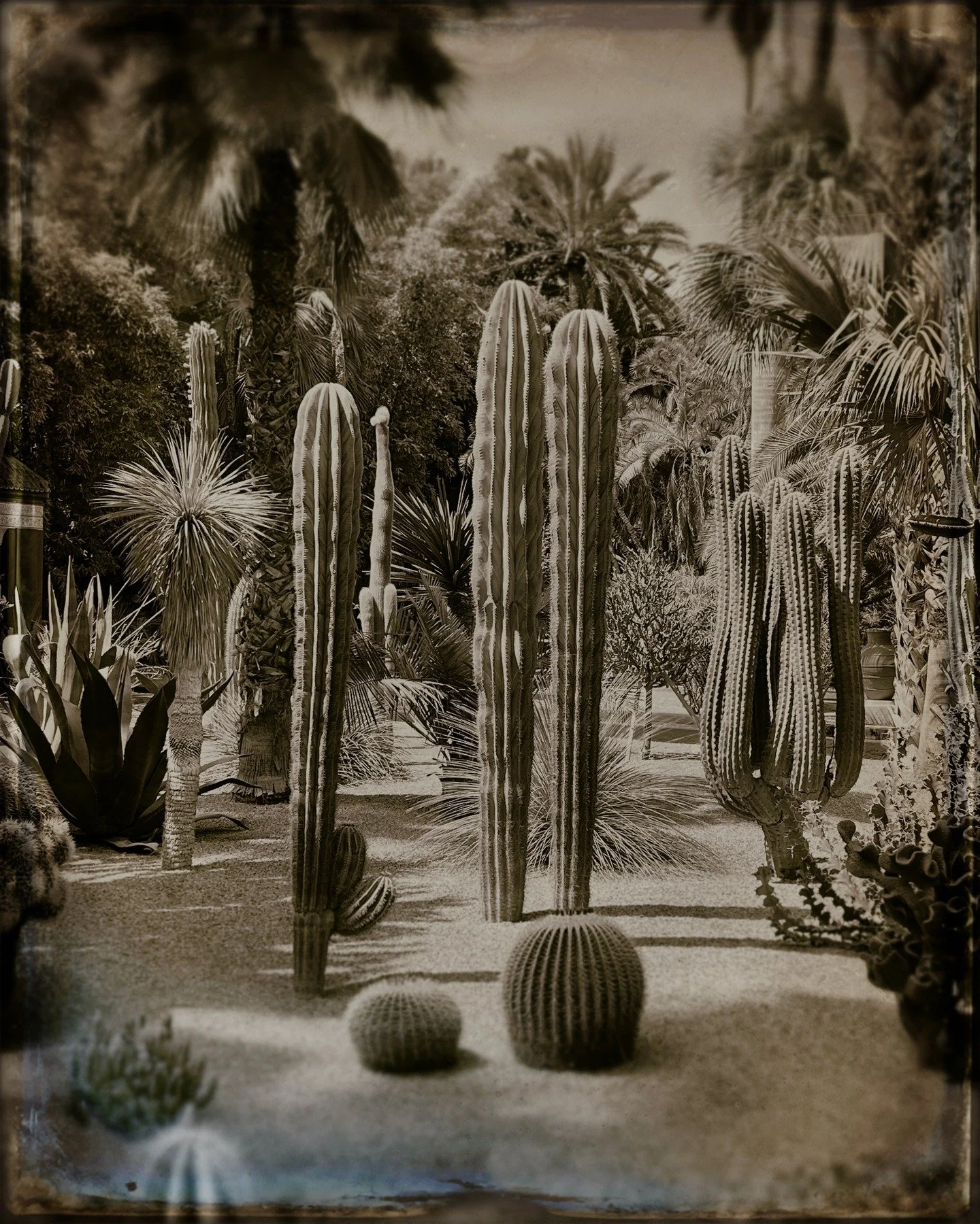 Le Jardin Majorelle, Marrakesh #lejardinmajorelle #marrakech #marrakesh #morroco #antiqgraf #grafapps