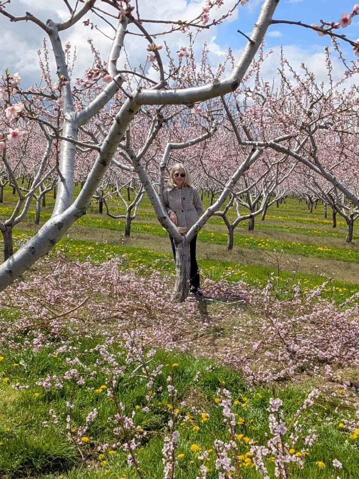 Cherry Blossom weather! As much as spring is fighting to arrive we still get moments of pure beauty!