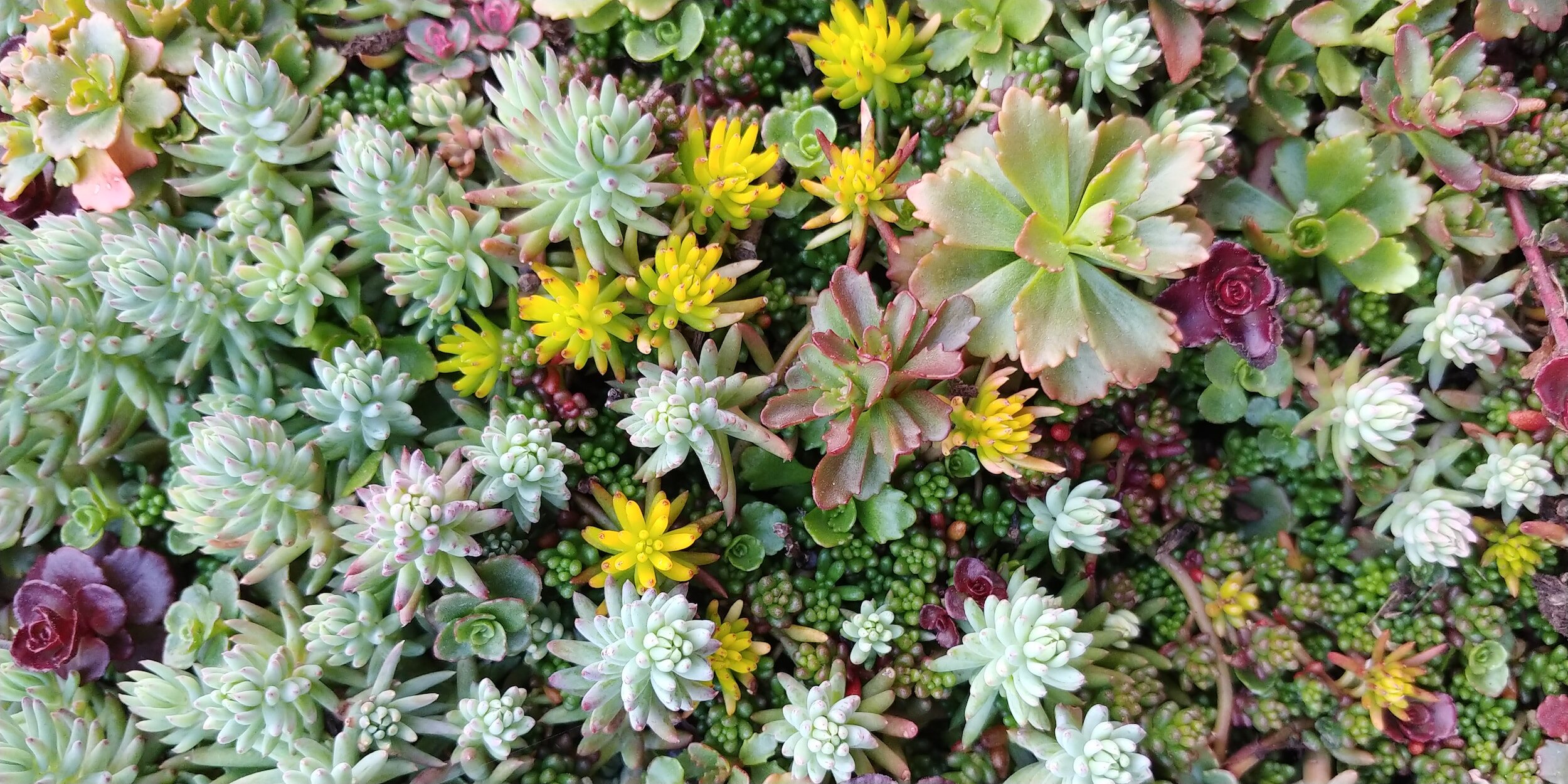 Succulents & Sangria