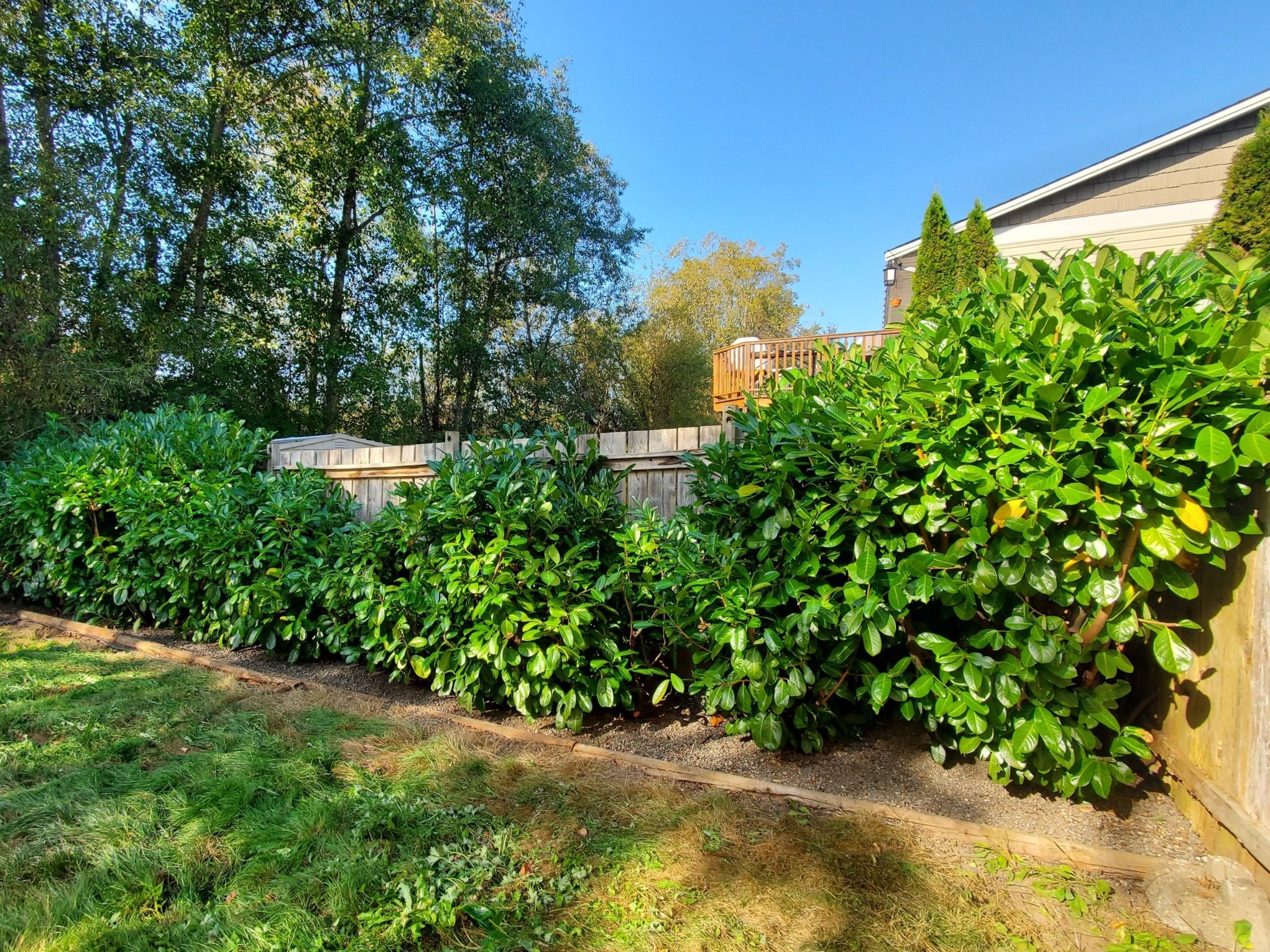 A backyard garden with lush green bushes and a wooden fence on a sunny day, trees in the background.