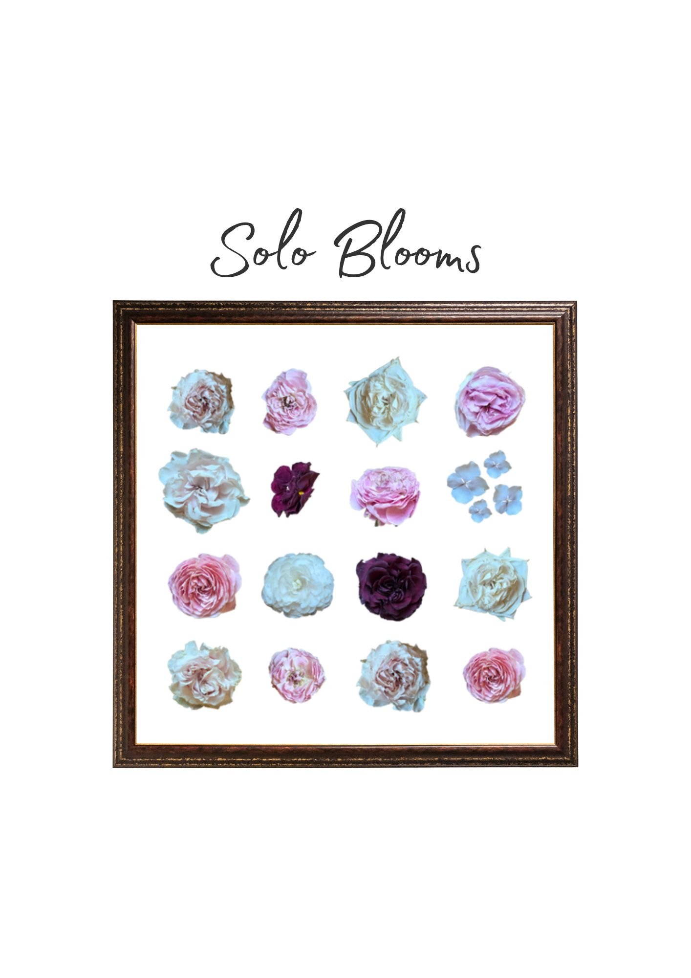 A framed display titled 'Solo Blooms' showing 16 different single flowers, primarily roses in various shades of pink, white, and purple, with some small blue flowers.
