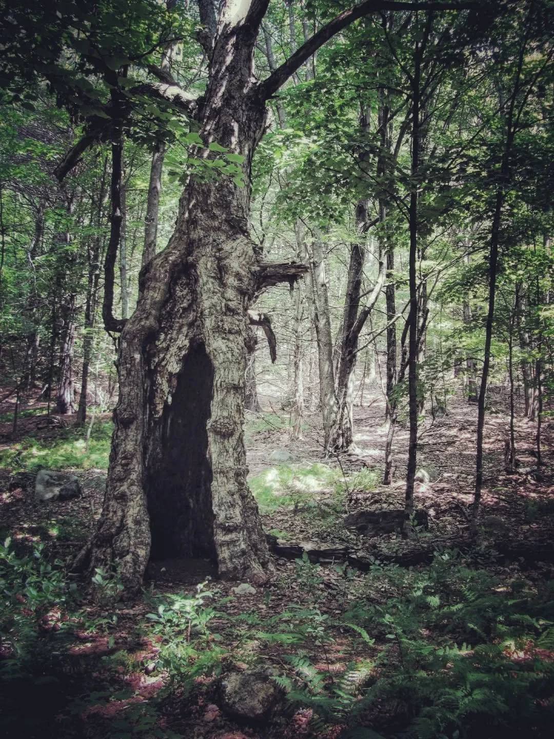 THE OLDEST OF MONSTERS