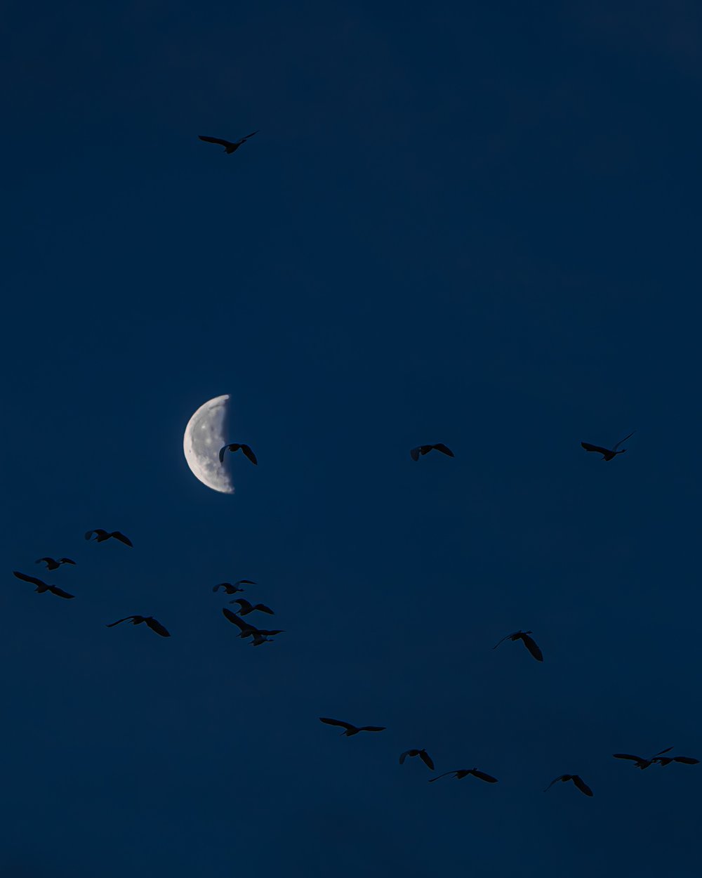 Flock of little egret against the moon. (Picture by Medard Sandor)