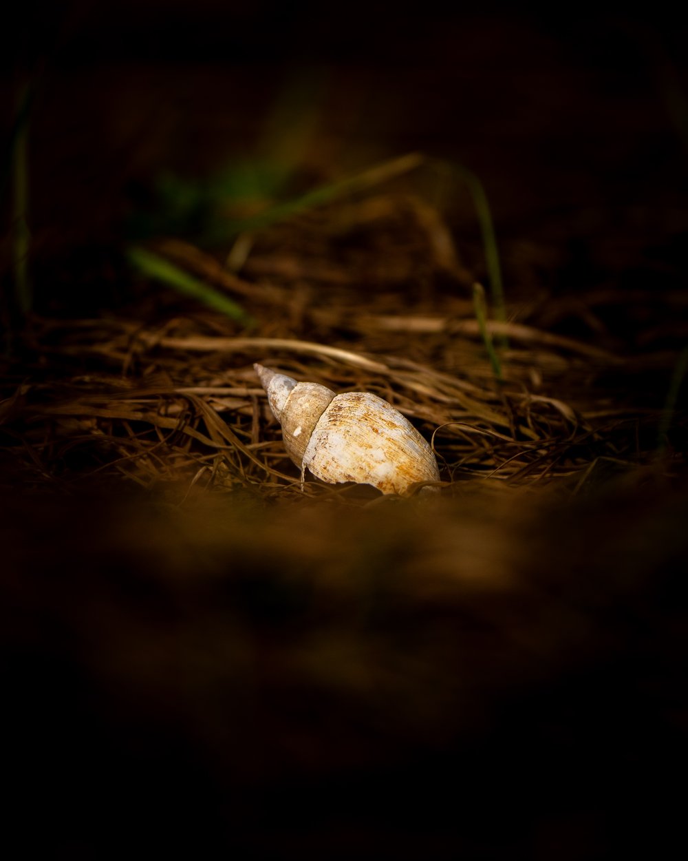 Snail shell (Picture by Medard Sandor)