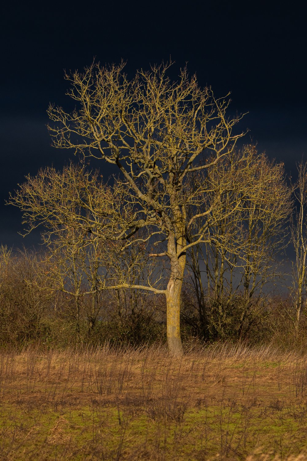 Moody tree. (Picture by Medard Sandor)