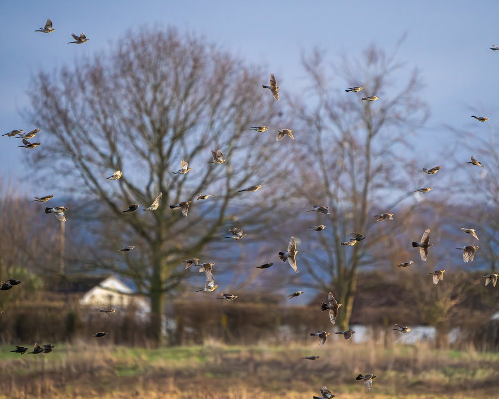 Flock of starlings and fieldfares. (Picture by Medard Sandor).