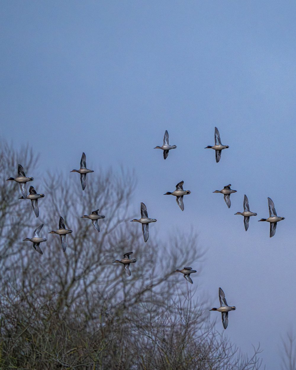 Flock of Teal. (Picture by Medard Sandor)