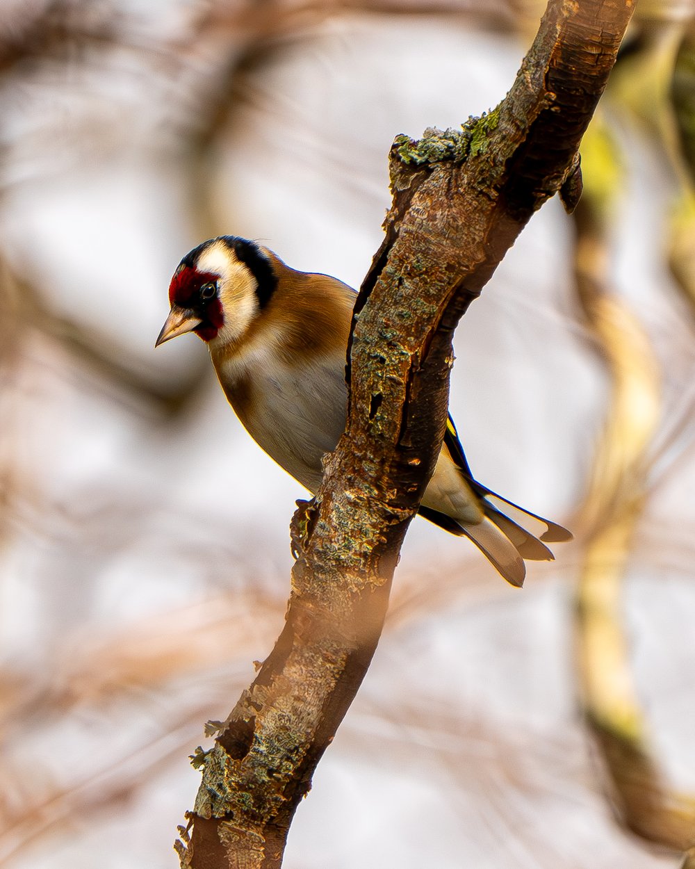 Goldfinch. (Picture by Medard Sandor)