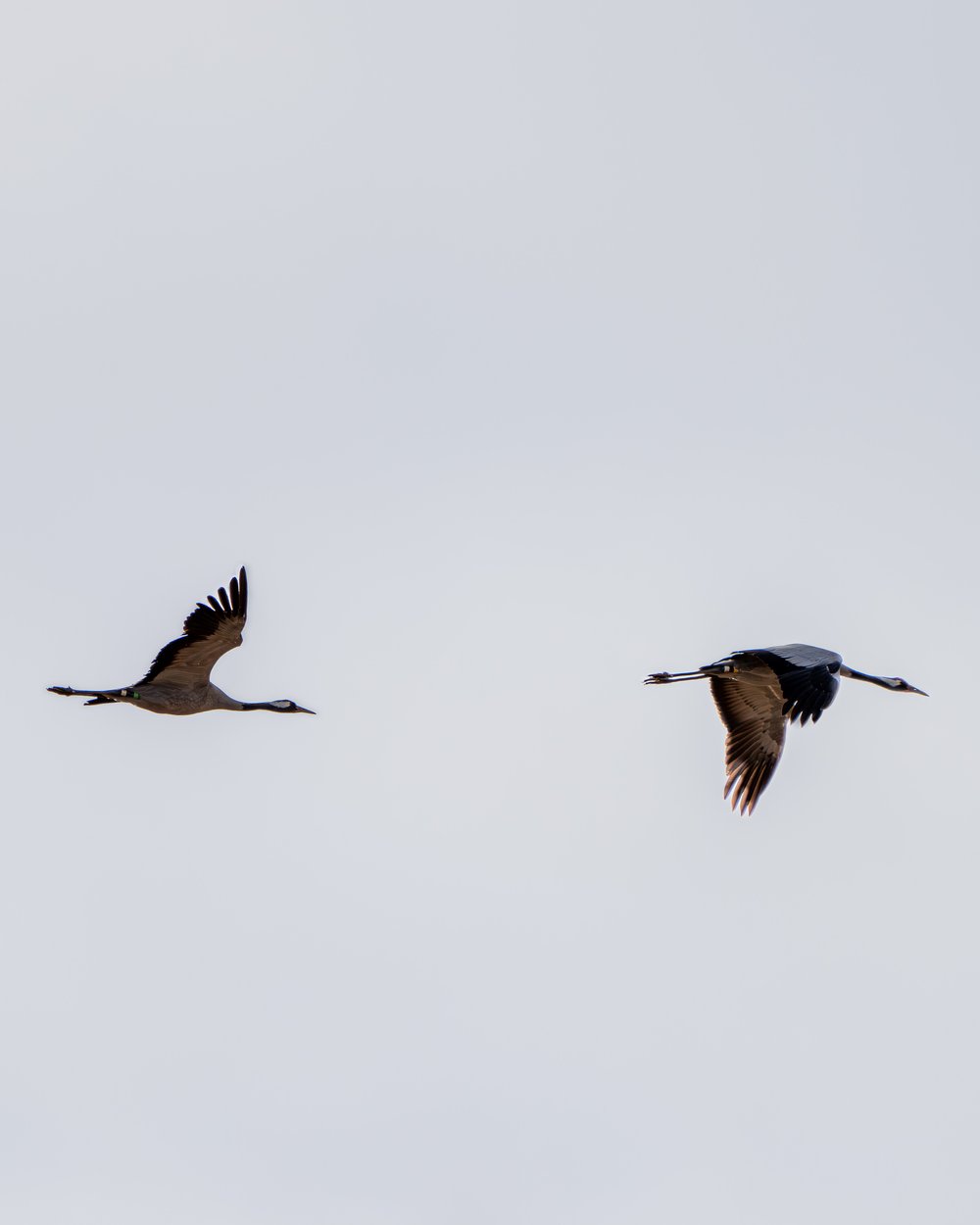 Common cranes flying at Athelney. (Picture by Medard Sandor)