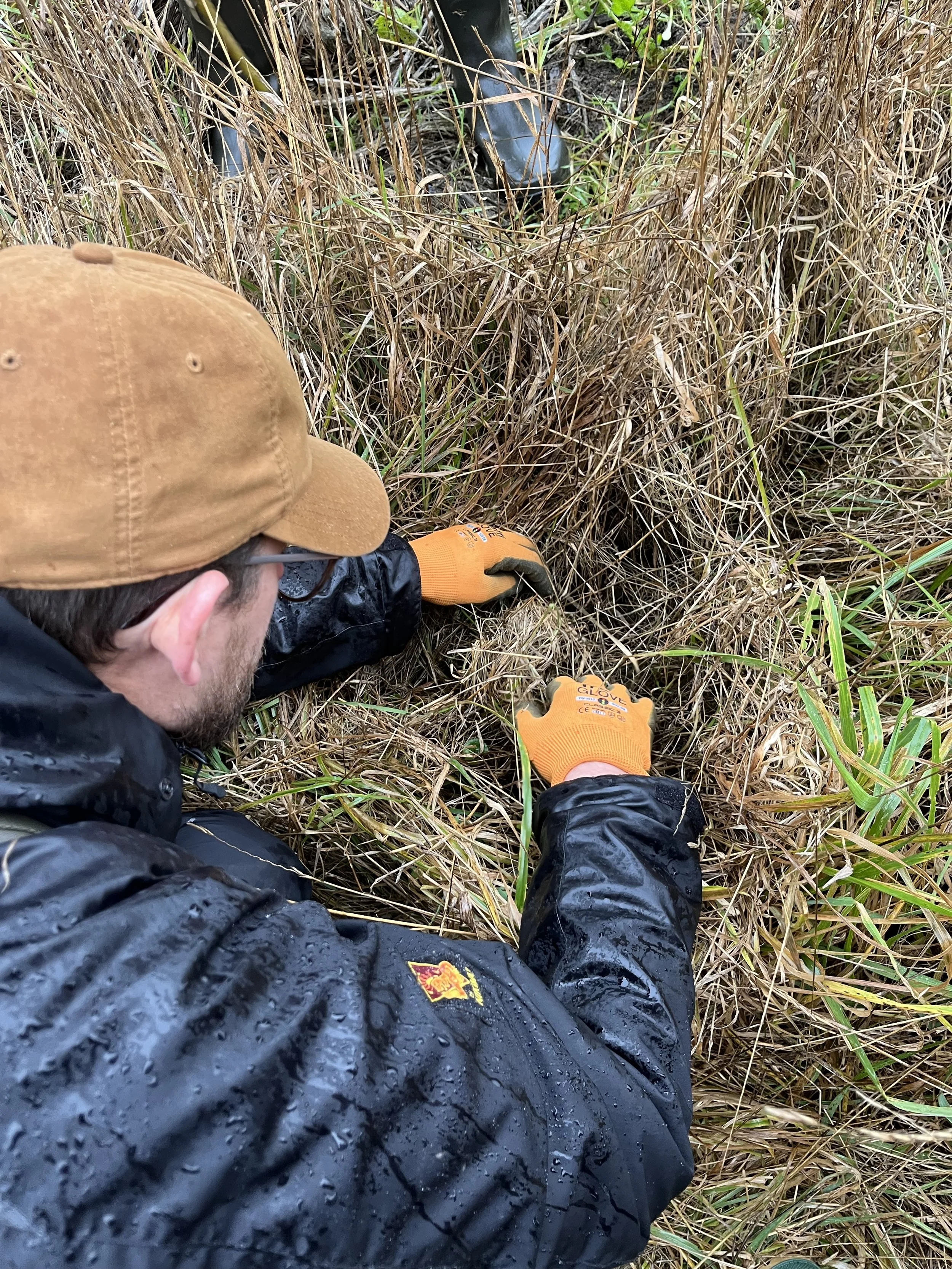 Harvest mice at Clark Fields