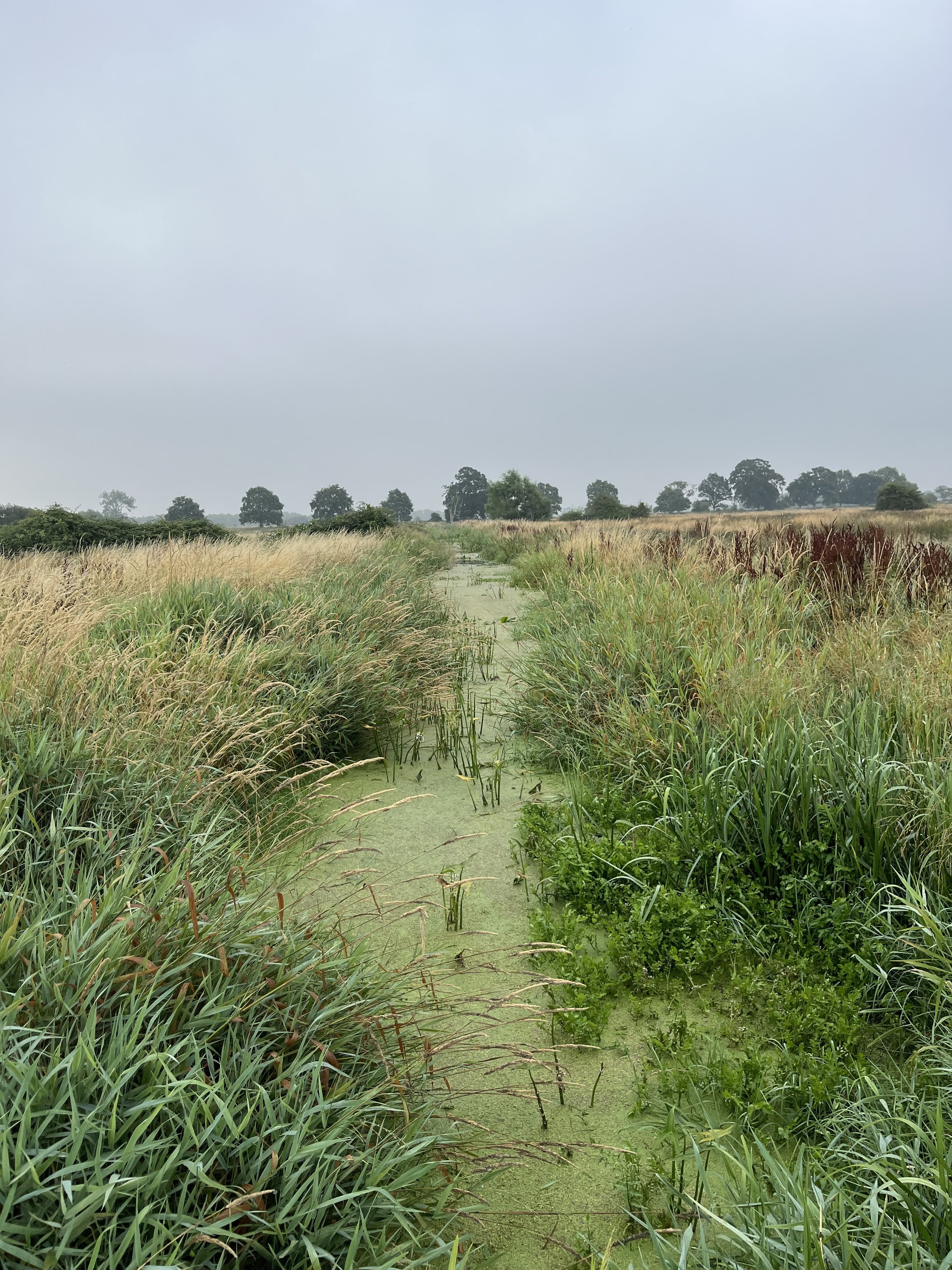 A rhyne continuing to hold water even in the 2026 drought. 