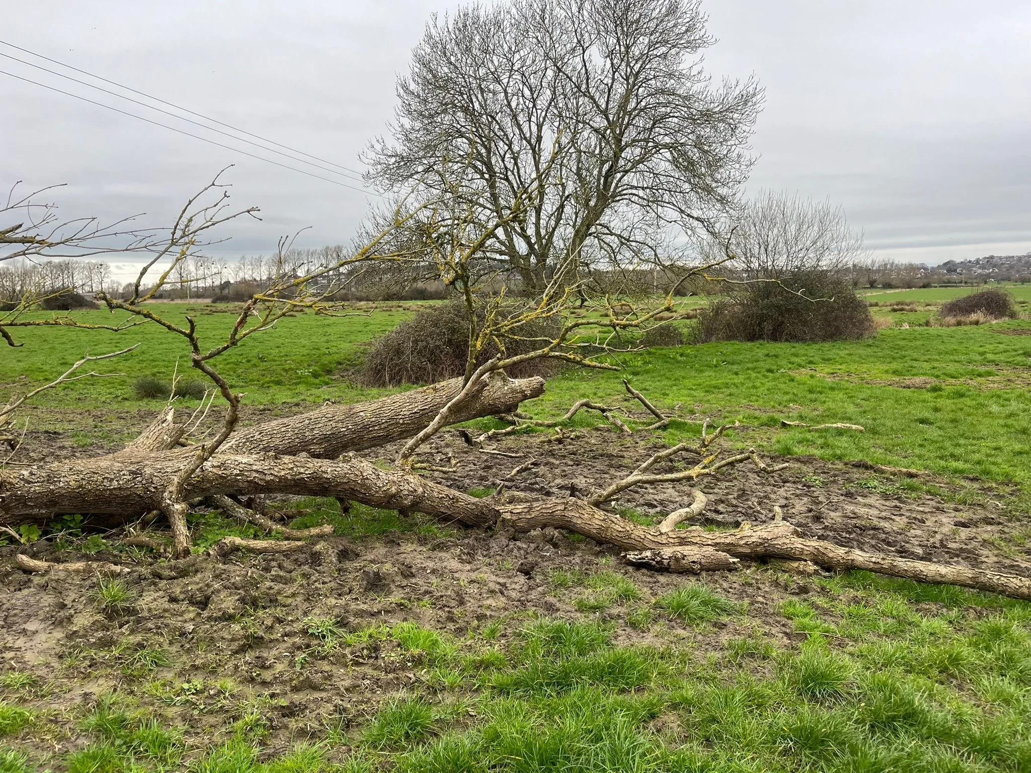Dead wood at Cox Mead