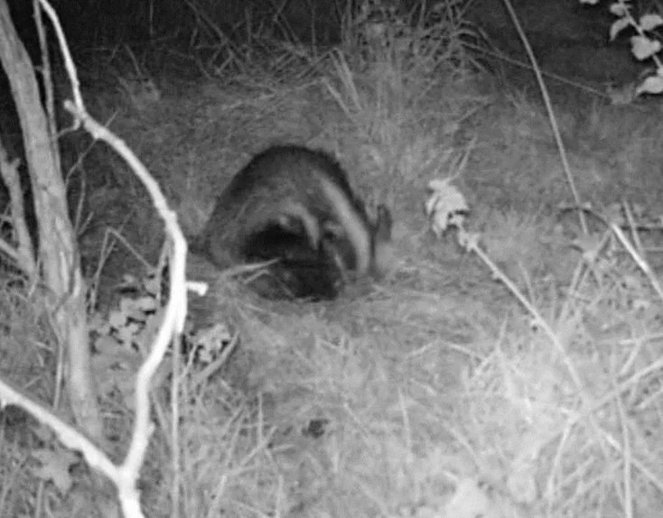 Badgers are regular night time visitors