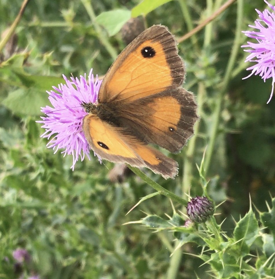 Gatekeeper butterfly
