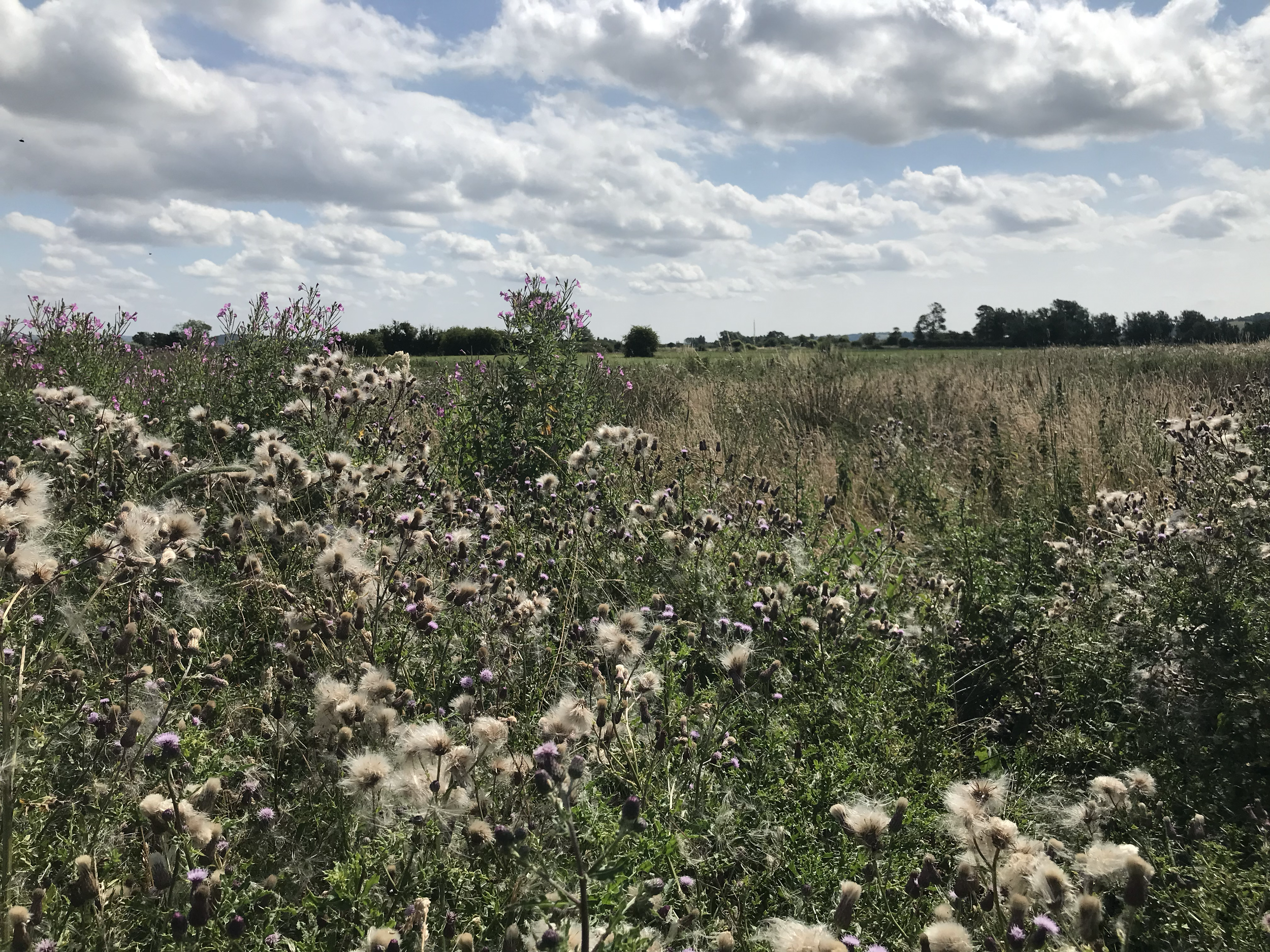 Thistles going to seed, Waste Drove, Summer 2022