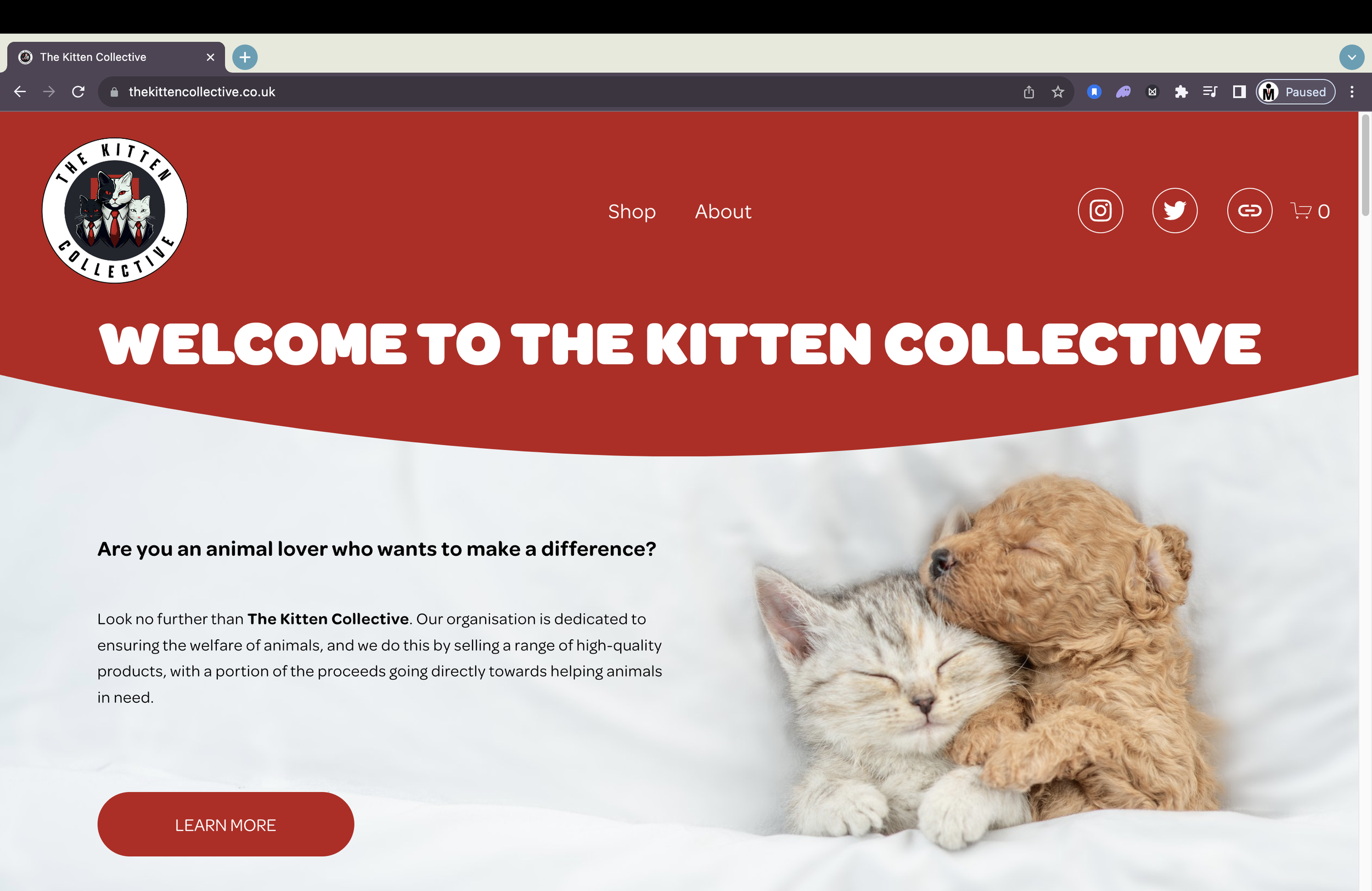 The Kitten Collective