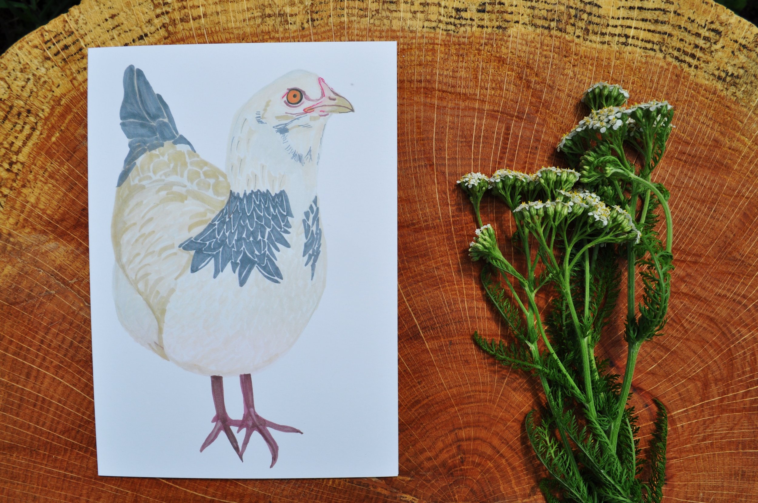 Buff easter egger hen 5"x7" art card with envelope