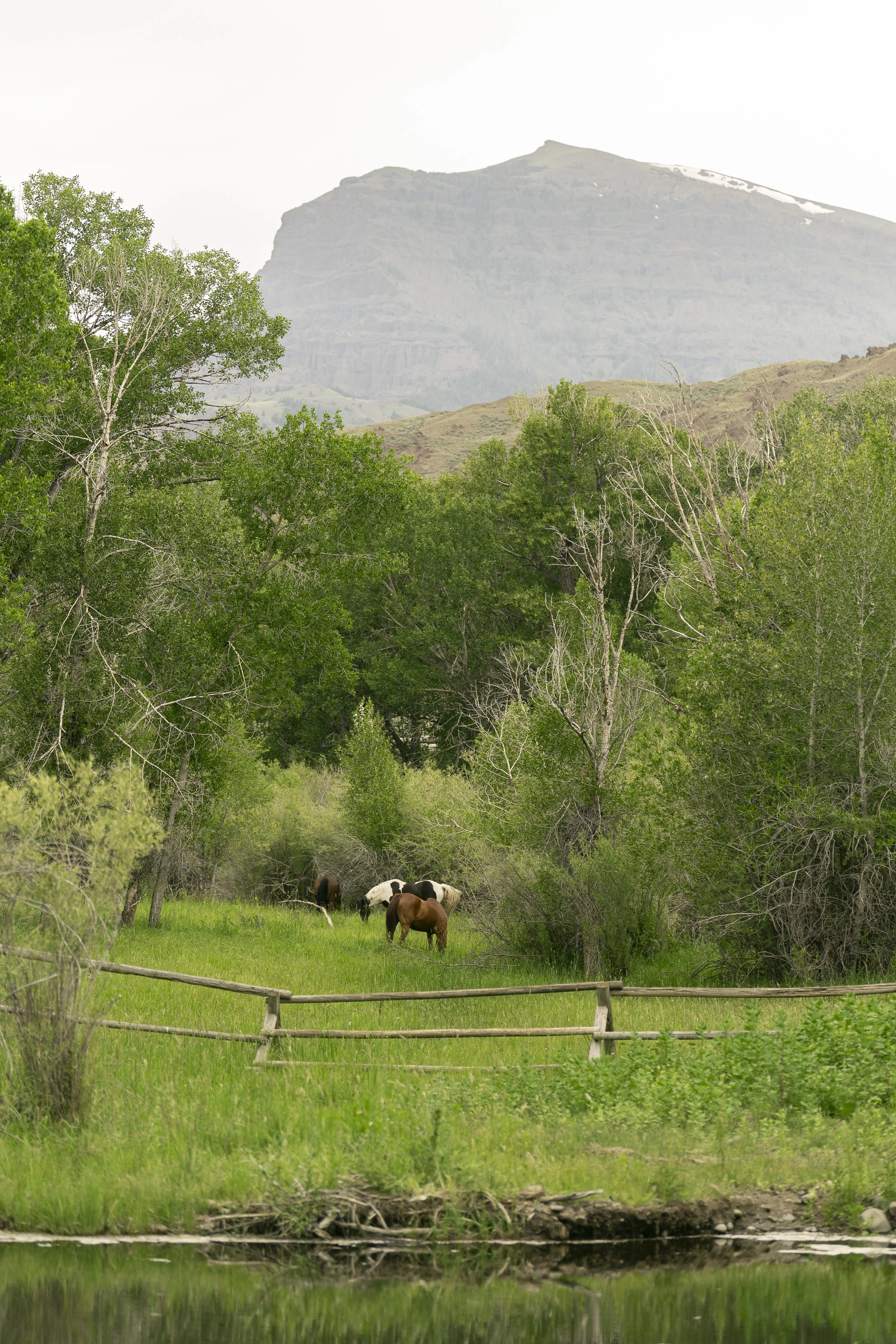 SwensonWedding_06-21-2025-426 copy.jpg