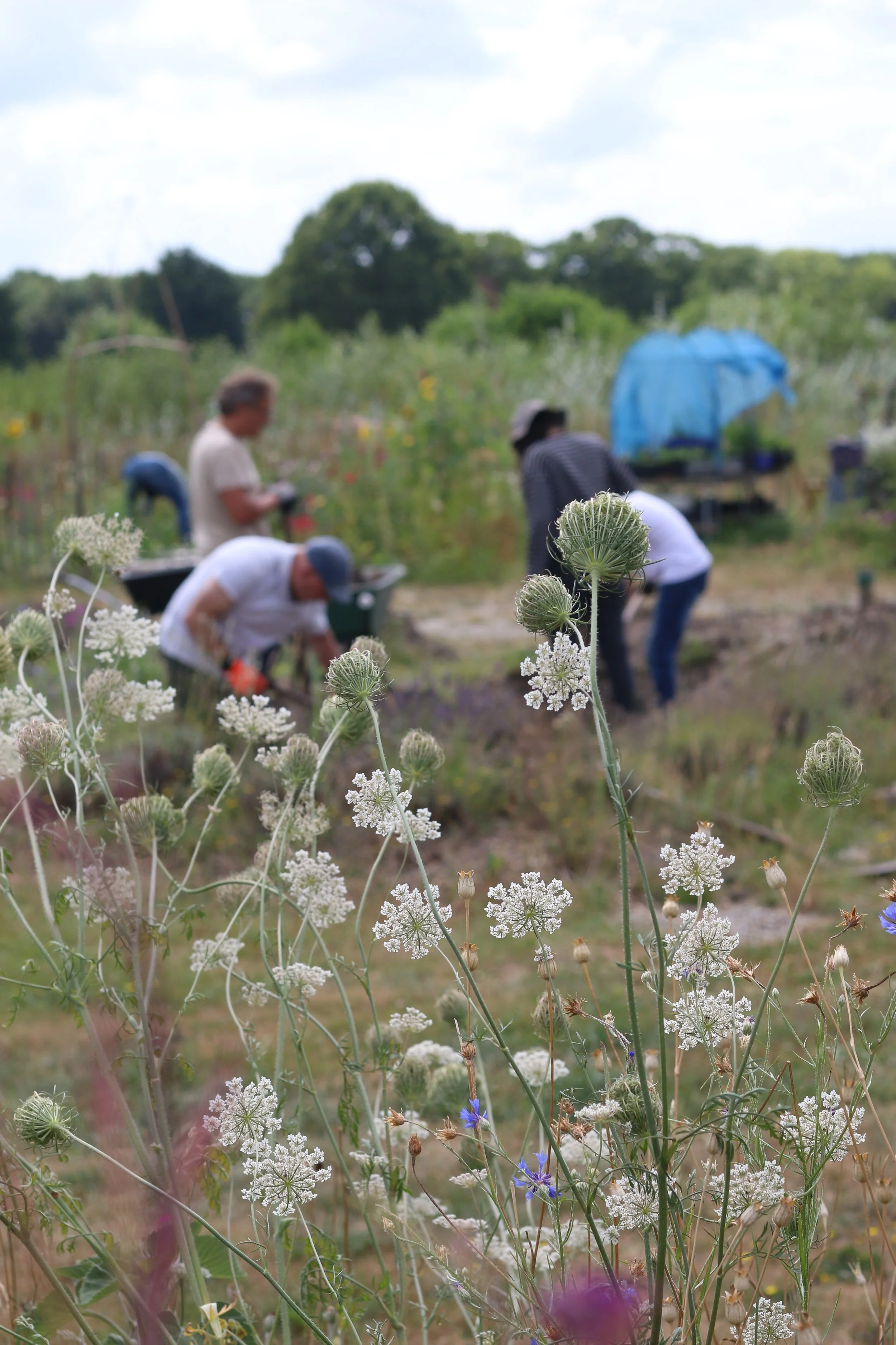 Vijf mensen werken in een moestuin met wilde bloemen en planten, een blauwe tent te zien op de achtergrond onder een bewolkte hemel.