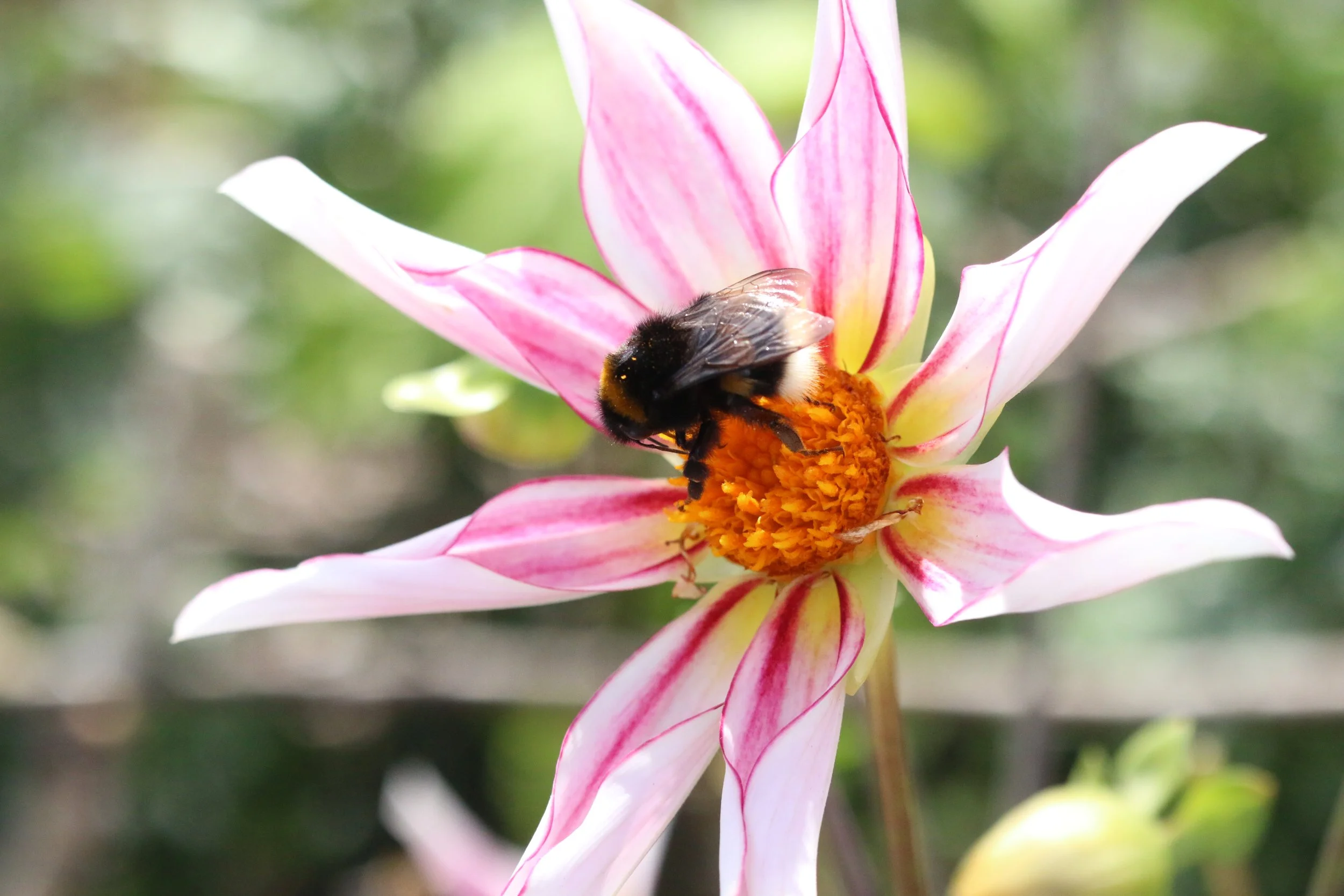 Een hommel op een prachtige bloem in de Beewell-tuin Hoogland