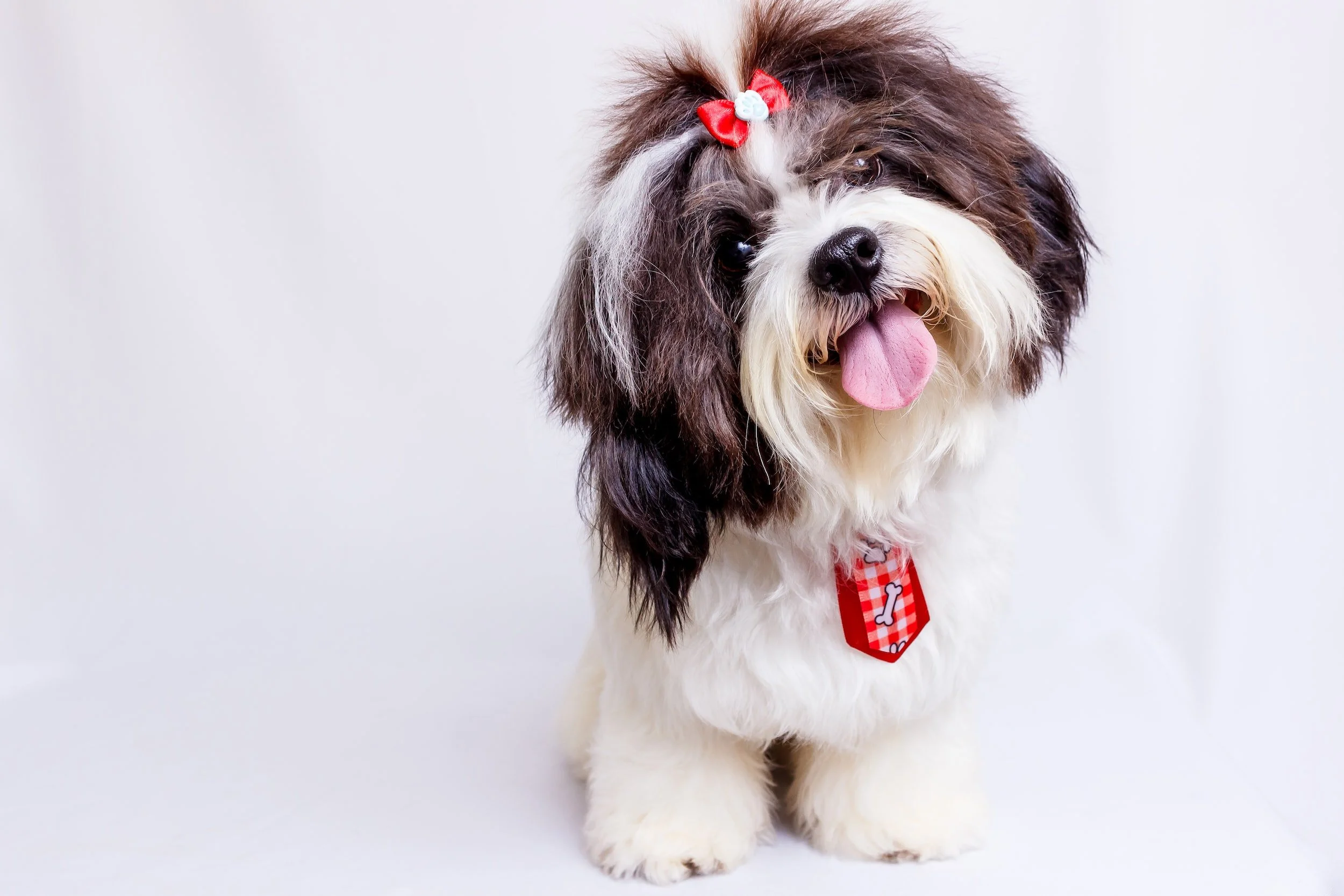 Pet Grooming — Stubby's Dog Wash and Grooming Salon