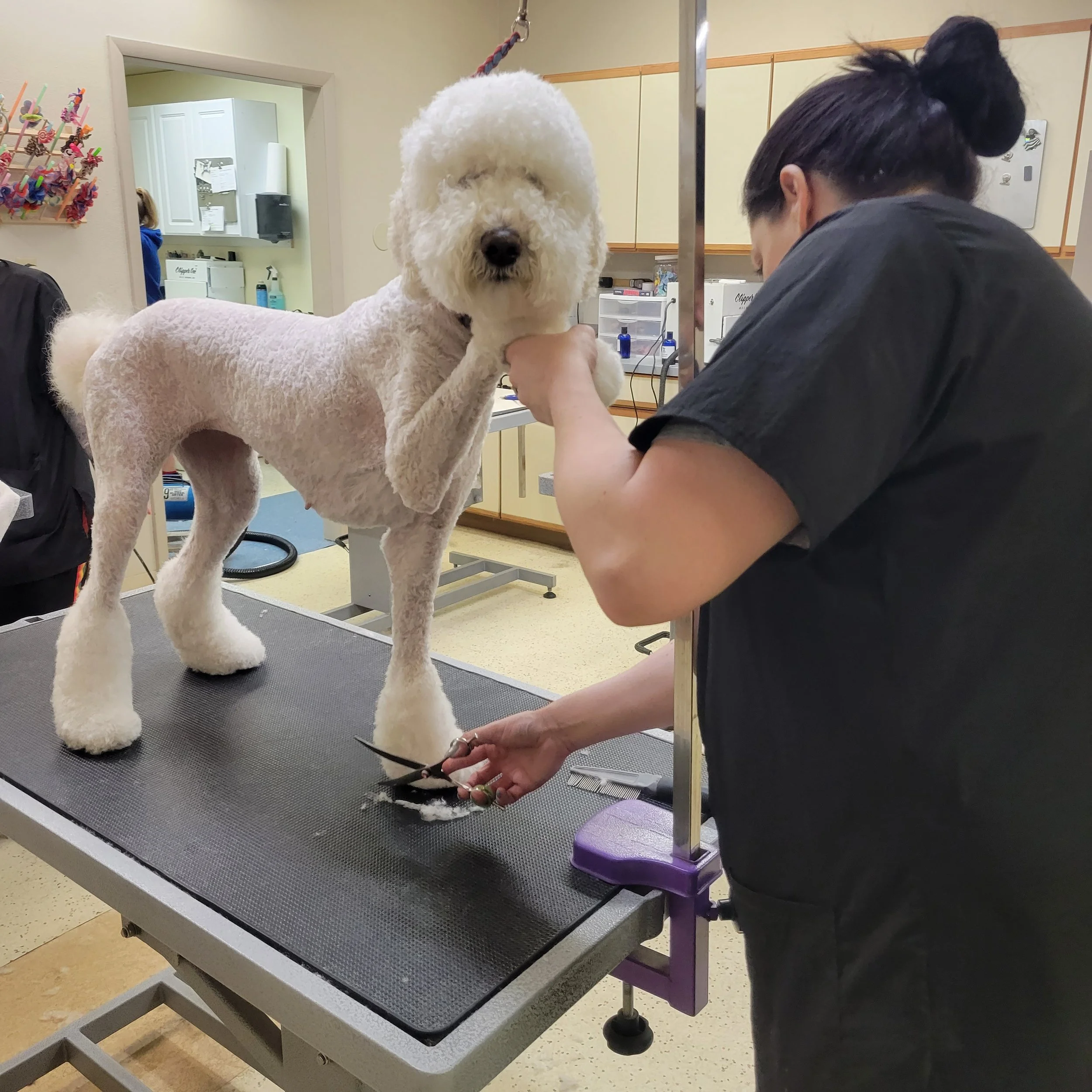Dog Gallery — Stubby's Dog Wash and Grooming Salon