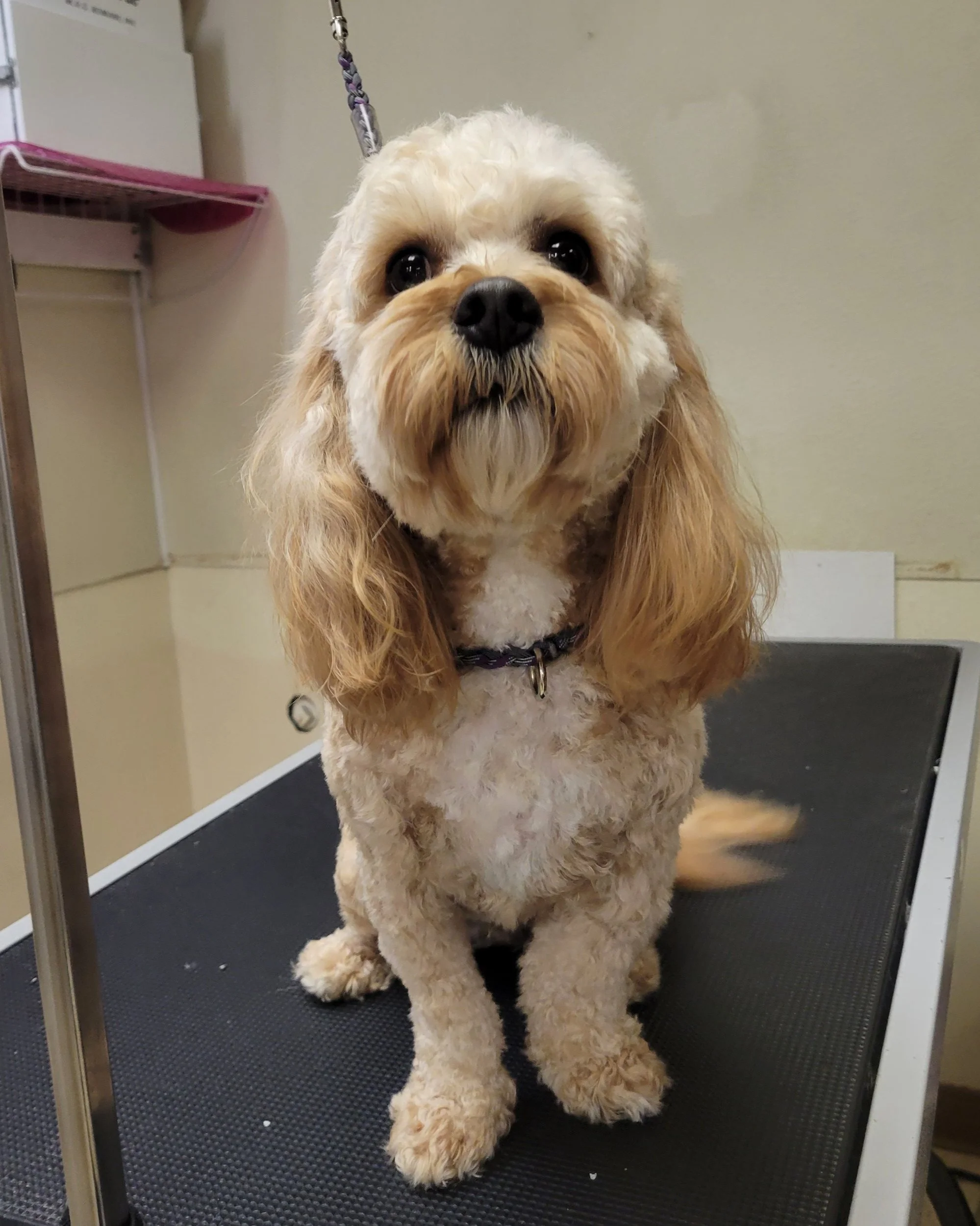 Oodles of Doodles — Stubby's Dog Wash and Grooming Salon