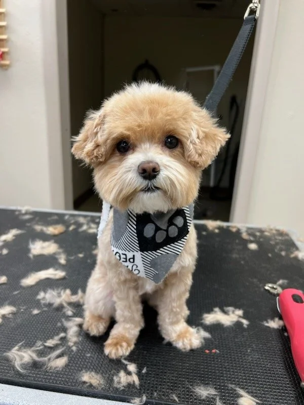 Dog Gallery — Stubby's Dog Wash and Grooming Salon