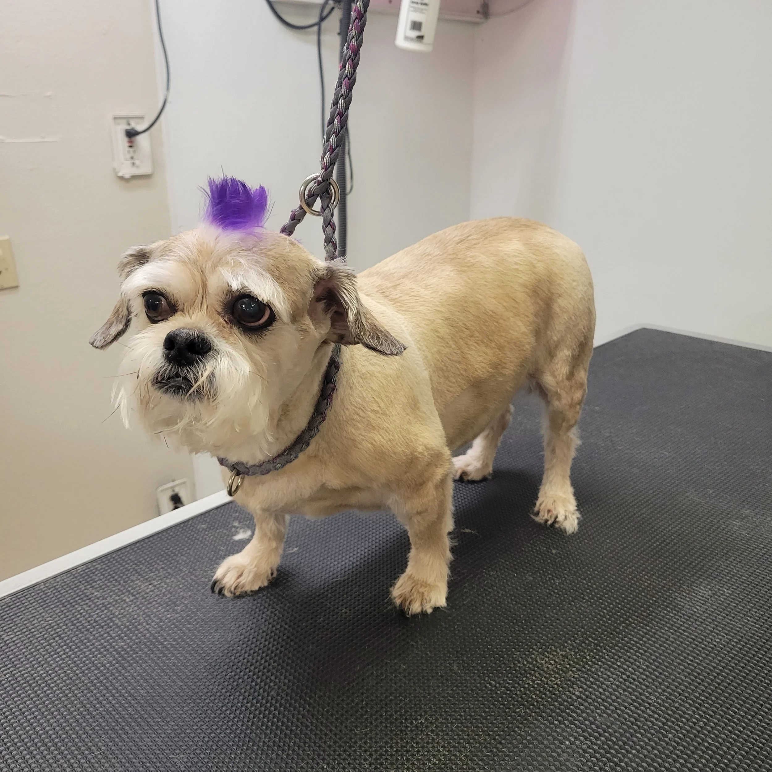 Specialty Colors — Stubby's Dog Wash and Grooming Salon